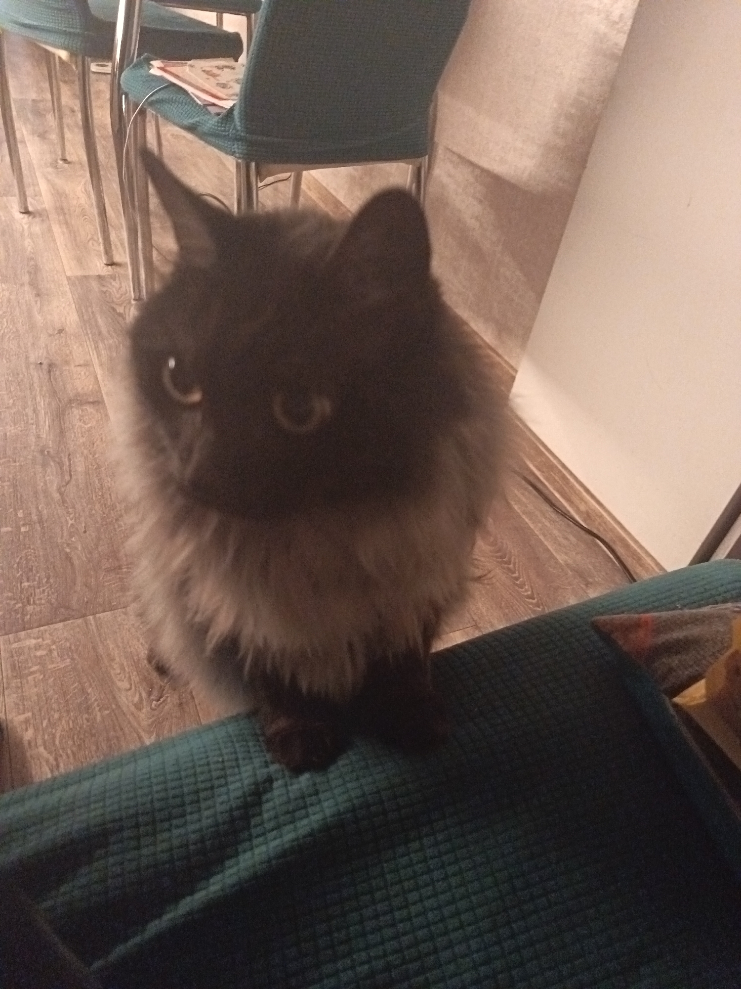 The image features a fluffy, dark-colored cat as the central subject, looking directly at the viewer. The cat has long, shaggy fur, particularly noticeable around its neck and chest where the fur appears lighter, possibly a light brown or greyish hue. Its eyes are bright and reflective, indicating an indoor light source.
The setting appears to be indoors, likely in a home in Sochi, Russia. The cat is positioned in the foreground, seemingly on or next to a teal-colored upholstered piece of furniture, possibly a sofa or cushion, which occupies the bottom right corner of the frame. Behind the cat, a light-colored wooden floor with distinct grain patterns is visible. In the background, several chairs with teal upholstered seats and backs, supported by metallic legs, are arranged around what appears to be a table area. On one of the chairs, some papers or a small book and a white cable are resting. A light-colored wall or vertical surface is visible to the right and back of the cat, and a darker piece of furniture or wall is hinted at further back.
The lighting in the image is somewhat dim, suggesting an indoor evening or night scene. The cat's alert expression and direct gaze convey curiosity. No visible text is present in the image.