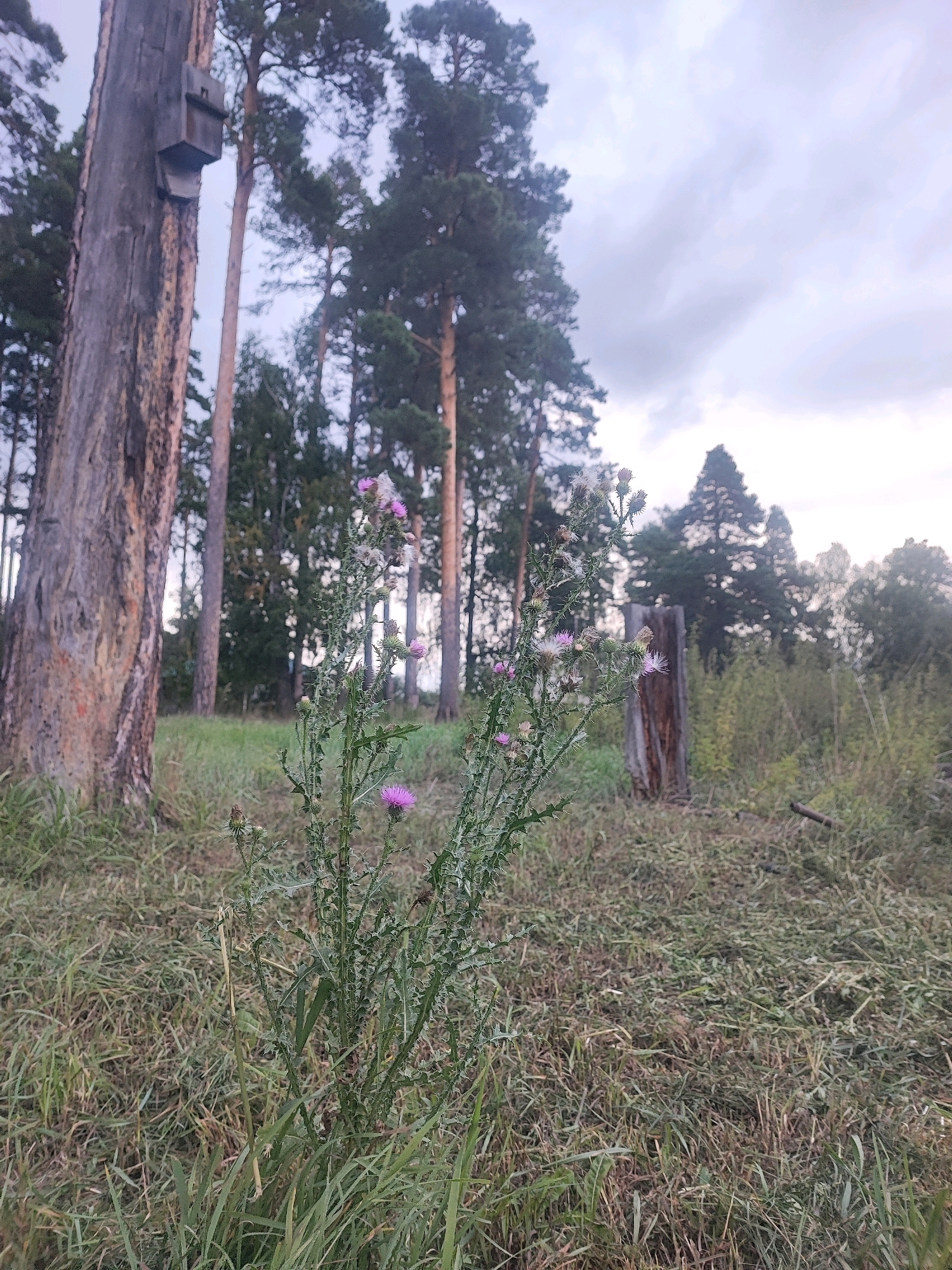 The image depicts a low-angle view of a thistle plant in bloom, with several purple flowers and white seed heads. The thistle is positioned in the foreground, to the right of a large, weathered tree trunk that has a wooden birdhouse attached to it. In the background, a forest of tall pine trees can be seen under an overcast sky. The ground is covered in dry grass and some freshly cut vegetation. To the right of the thistle, a decaying wooden stump is visible. The scene appears to be in an outdoor, natural setting, potentially a park or the edge of a forest in Соколово, Russia. There are no people or animals visible in the image.