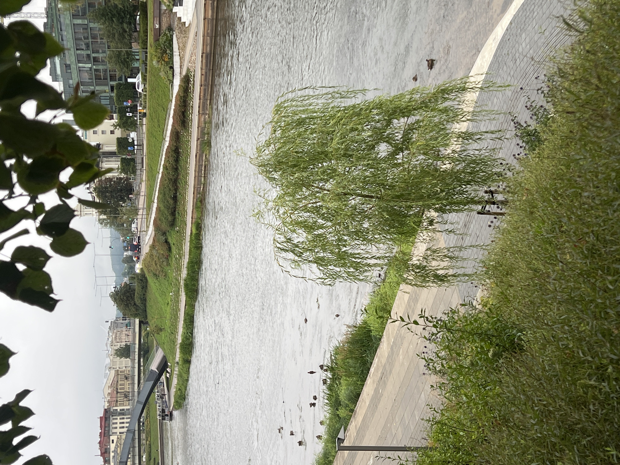 The image shows a view of the Vilnia River in Vilnius, Lithuania, on an overcast day. In the foreground, dense green foliage and a weeping willow tree are visible. The river occupies the middle ground, with several ducks swimming on its surface. A paved walkway runs along the riverbank. In the background, a modern bridge arches over the river, with buildings and greenery on the opposite bank. A tour boat is docked near the bridge. The scene depicts a calm, urban riverside environment.