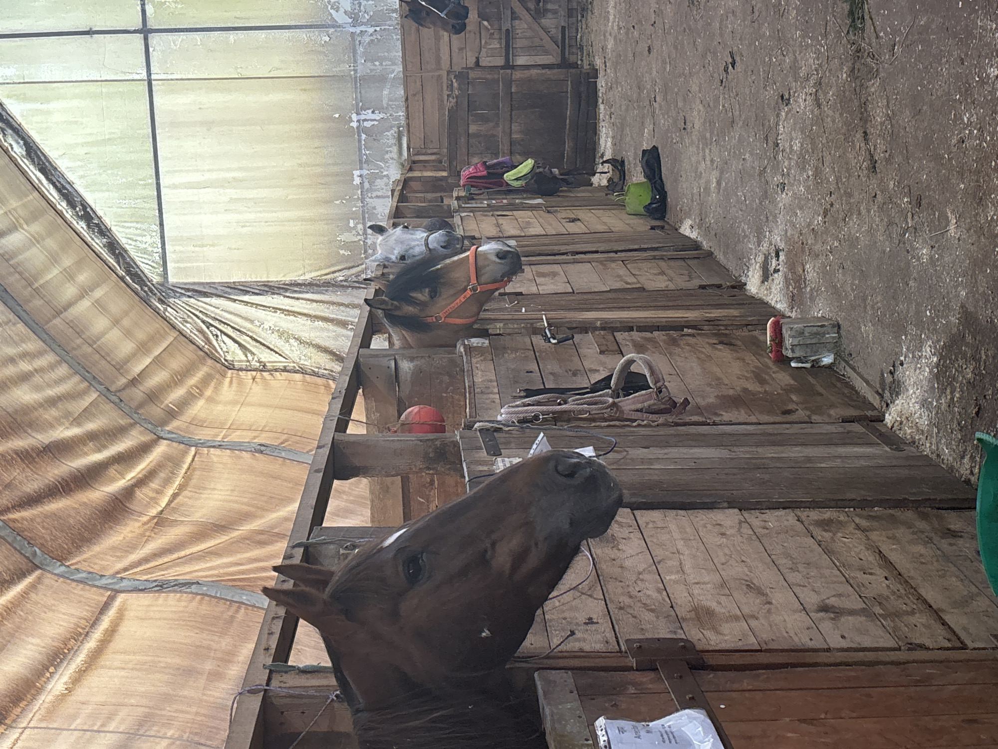 The image depicts the interior of a horse stable in Pavlovsk, Russia. In the foreground, the head of a brown horse is visible, facing to the left. Behind it, another horse with a light grey coat and a dark mane is peeking out from its stall, wearing an orange halter. Further back, a third horse, this one also grey, is partially visible. The stable is constructed of weathered wooden planks. The ceiling is covered with a light-colored tarp material, and the back wall appears to be a large, grimy window. Various equestrian equipment, including ropes, halters, and a red ball, are hanging from the stable walls. Bags and buckets are on the ground. The floor is covered in dirt and wood shavings. The overall impression is of a functional but somewhat aged stable environment.
