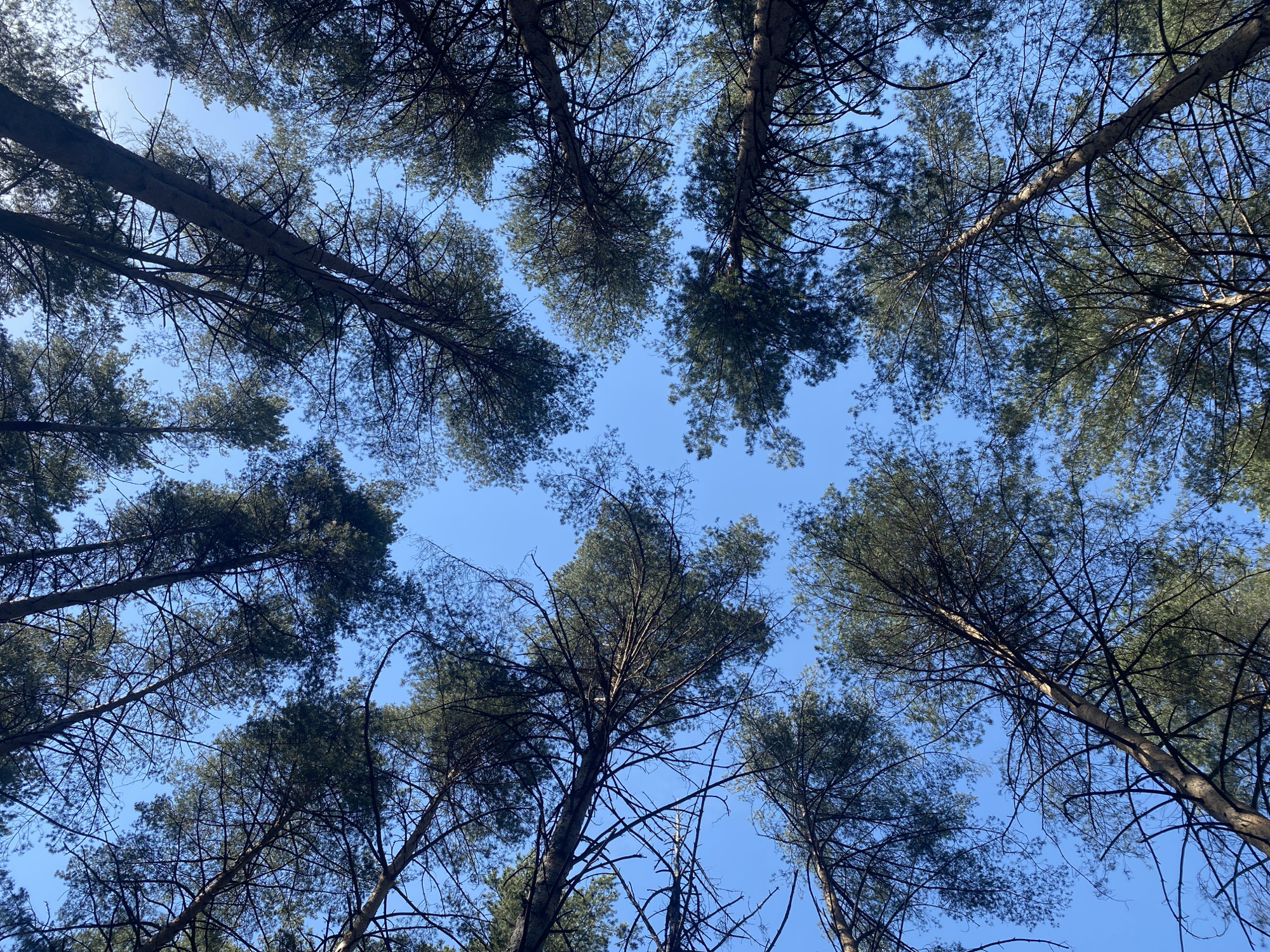 The image presents a view looking directly up into a dense forest canopy against a clear blue sky. Many tall trees with dark green foliage and bare branches stretch upwards, obscuring parts of the sky. There are no visible people, animals, or man-made objects other than the trees themselves. The image depicts a natural environment, specifically a forest. There is no information to definitively state the exact location as Chaikovsky, Russia, although such a forest setting would be consistent with that region.