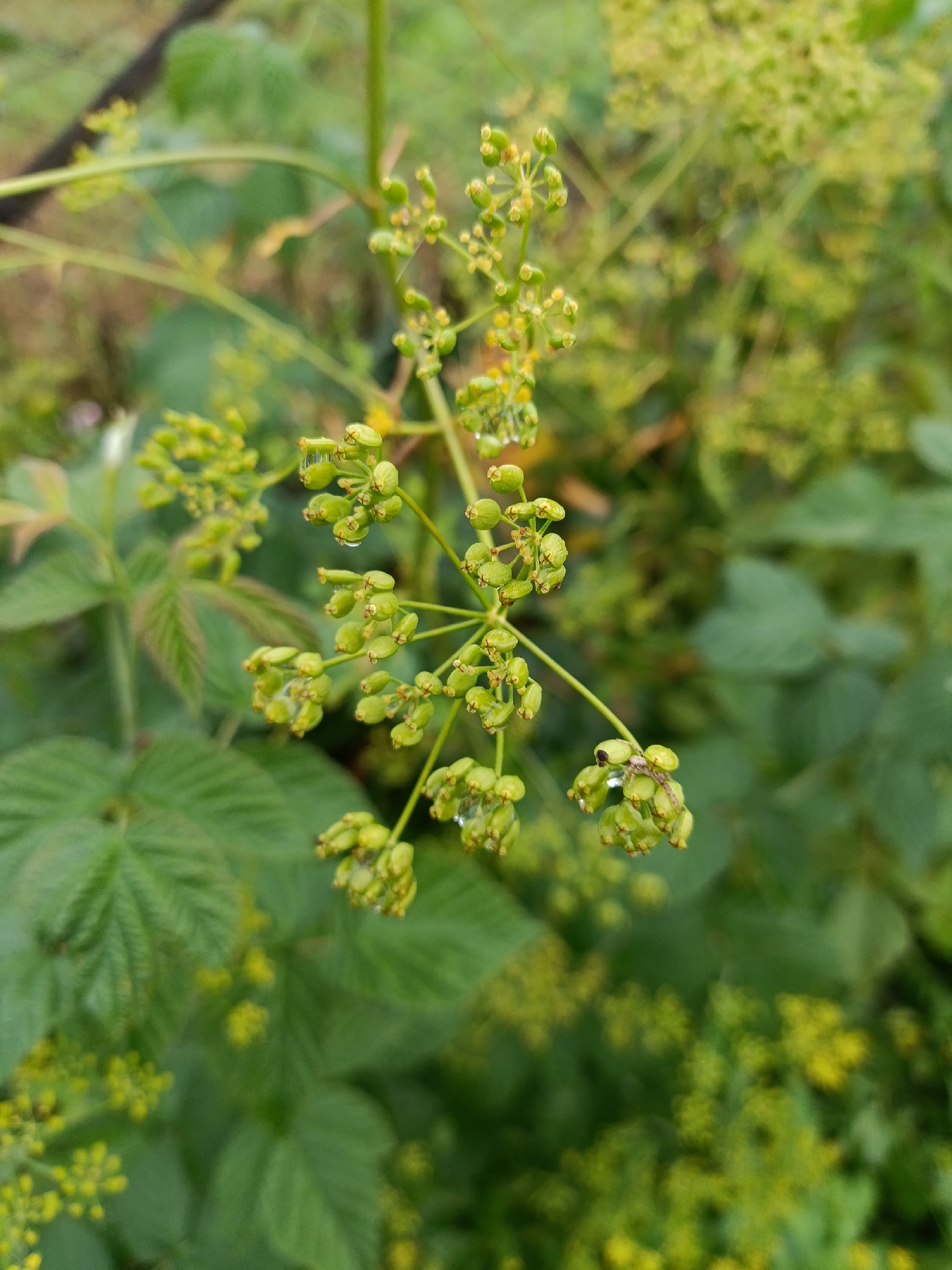 A close-up, vertical shot captures a cluster of small, green, unripe seed pods on a plant stem. The seed pods are clustered in small groups and appear to be spherical or slightly oblong. Some of the pods have small, clear water droplets clinging to them. The stem supporting the seed pods is thin and green, with a delicate, feathery appearance. In the background, a soft focus of green foliage and some blurred yellow flowers creates a bokeh effect. The overall impression is one of nature in a garden setting, possibly after rain, with an emphasis on the intricate details of the plant. The image's context is Ясная Поляна, Russia, suggesting a natural or cultivated outdoor environment within that location. No people or specific actions are visible.