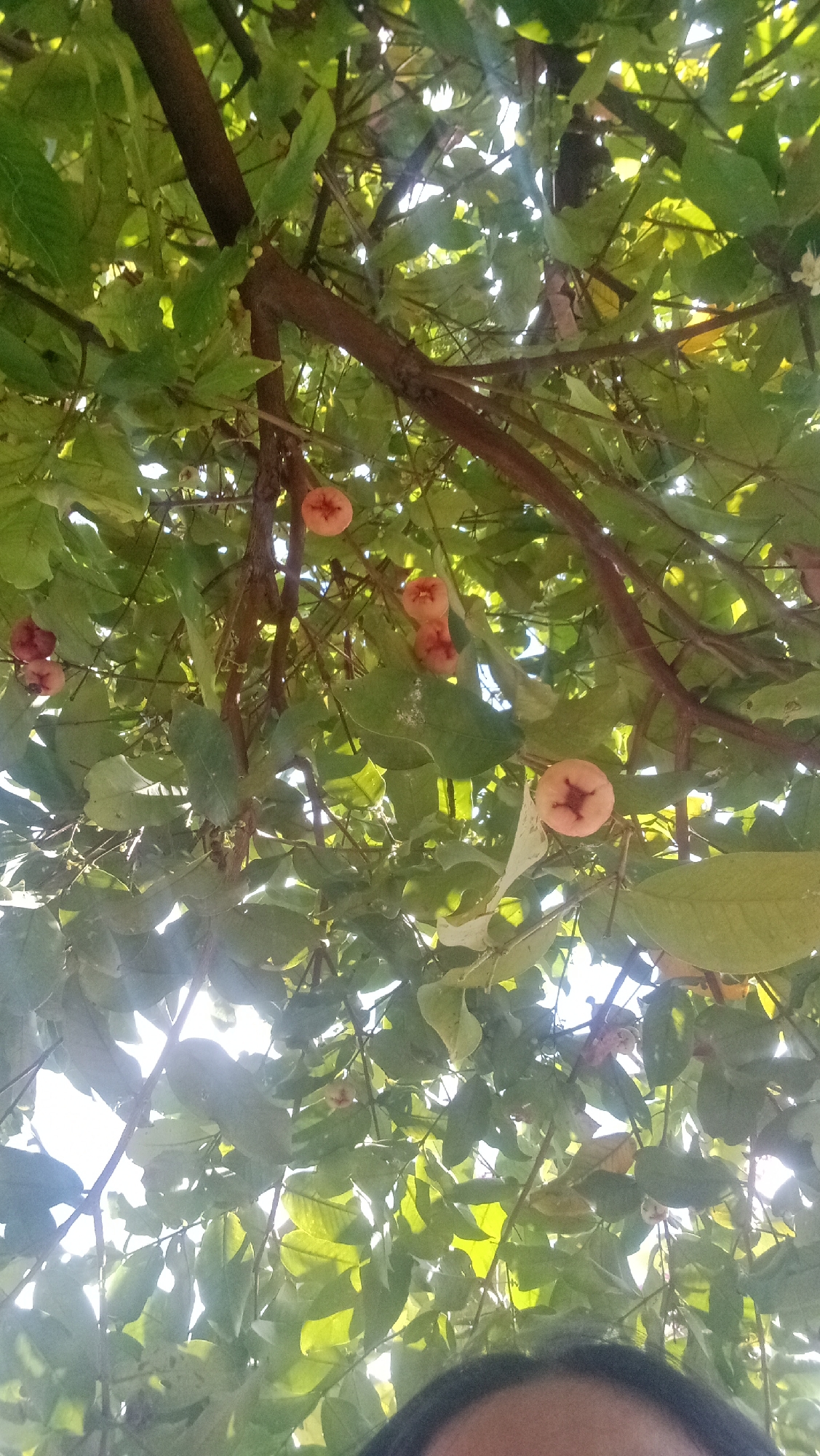 The image captures a close-up, low-angle view looking up into the canopy of a tree laden with pink rose apples. Sunlight filters through the dense green foliage, creating a dappled effect and backlighting some of the leaves. Several rose apples, varying in ripeness and shade of pink, are visible hanging from branches. Some appear fully formed, while others are clustered together. The lower portion of the image shows the top of a person's head, with dark hair, suggesting the photo was taken by someone standing beneath the tree. The overall impression is one of abundance and natural beauty within a tropical environment. The scene is consistent with an outdoor setting in Denpasar, Indonesia, where such fruit-bearing trees are common in gardens and along streets.