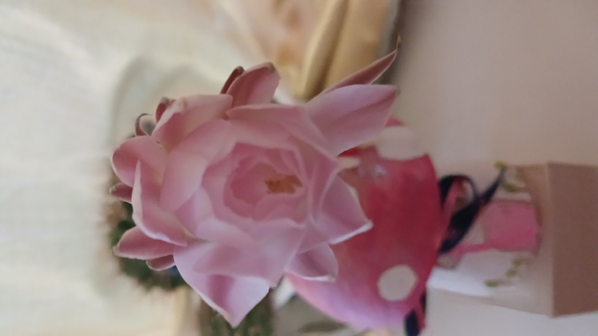 The image shows a close-up of a pink cactus flower blooming on a small decorative pot. The pot is white with a pink mushroom-like top adorned with white polka dots. A dark ribbon is tied around the base of the pot. The background is blurred, showing hints of greenery and a textured fabric. The lighting appears to be natural, coming from the front and side. The image appears to be a still life composition. There are no people or actions depicted in the image. The location in Monastyryska, Ukraine, is not discernible from the image itself.