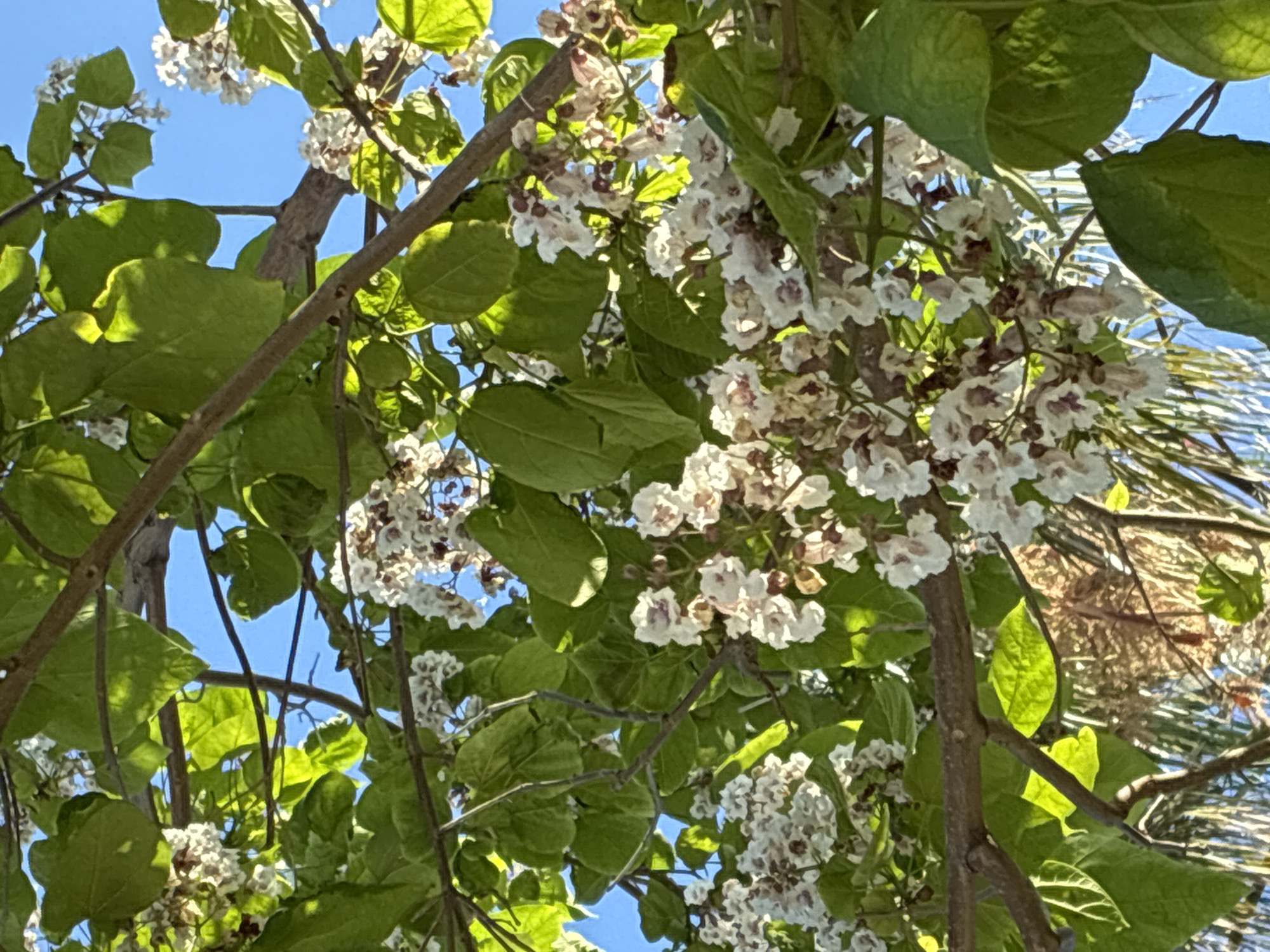 An upward-angled outdoor shot captures the vibrant canopy of a flowering tree against a clear blue sky, likely in Alanya, Turkey. The central subject is a tree adorned with numerous clusters of white, bell-shaped flowers. Each flower features distinctive purplish-brown markings or spots in its throat. Large, green, broadly oval to heart-shaped leaves, brightly illuminated by sunlight, fill much of the frame, interspersed with dark brown branches and twigs.
The bright sunlight suggests it is daytime, casting natural highlights on the foliage and flowers. In the upper right and far right of the image, the texture of what appears to be palm fronds or another type of foliage is faintly visible, hinting at the surrounding environment. No people, man-made objects, or text are visible in the image. The scene conveys a sense of natural beauty and lushness under a clear sky.