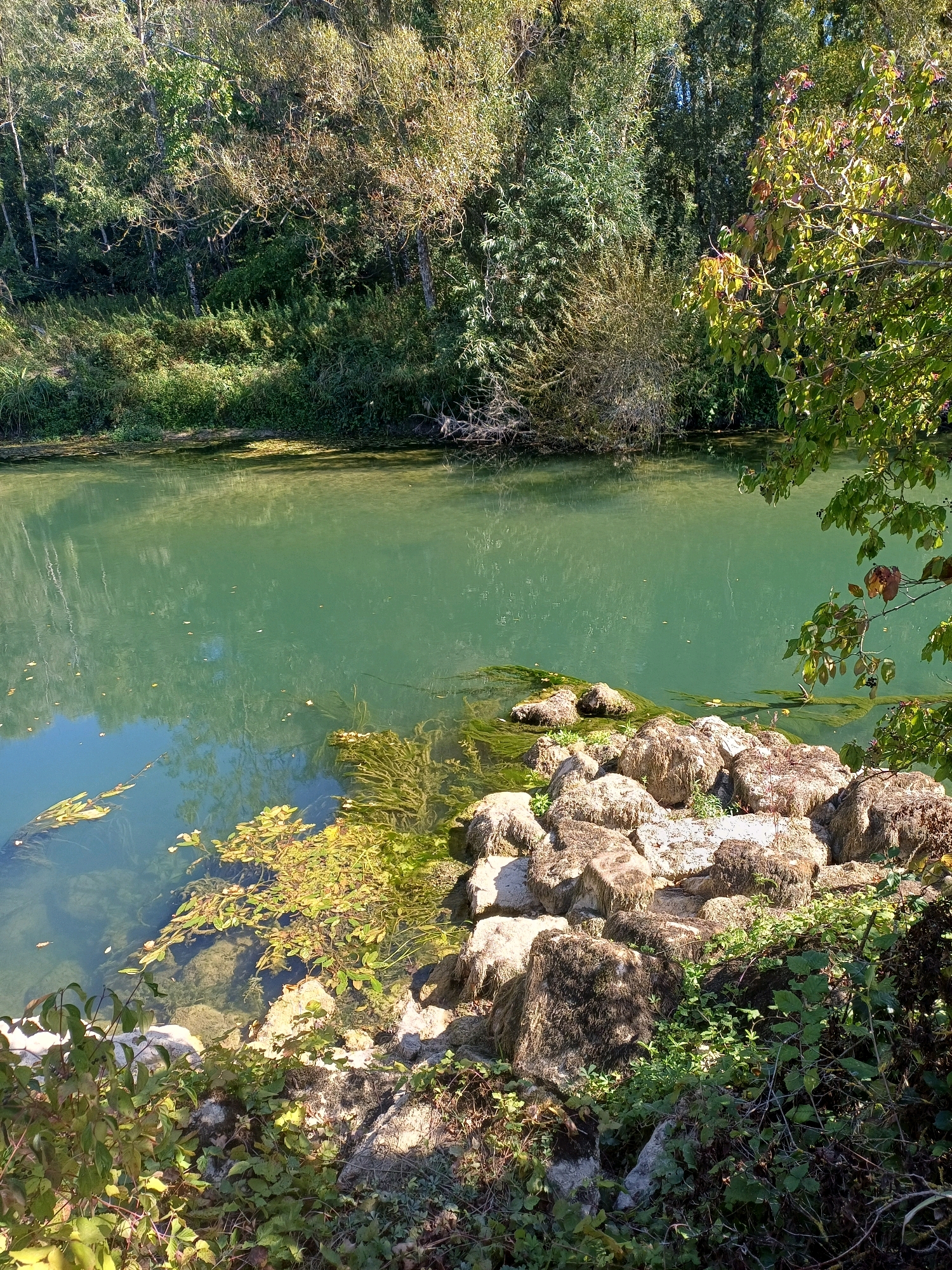 The image depicts a serene natural scene of a body of water surrounded by lush vegetation. The water, a clear turquoise green, gently laps against a rocky shore on the right side of the frame. Aquatic plants, some submerged and others floating on the surface, are visible in the shallows. The shoreline is characterized by a cluster of large, weathered rocks, some covered in moss, interspersed with dense green foliage.
The background is dominated by a dense forest with a variety of trees and shrubs, their leaves a mix of greens and autumnal yellows, suggesting the season is likely late summer or early autumn. Sunlight filters through the canopy, casting dappled shadows on the water and land. The overall impression is one of tranquility and natural beauty, typical of a peaceful riverside or lakeside environment. This scene is located at the river Somme in Torcy-le-Petit, France.