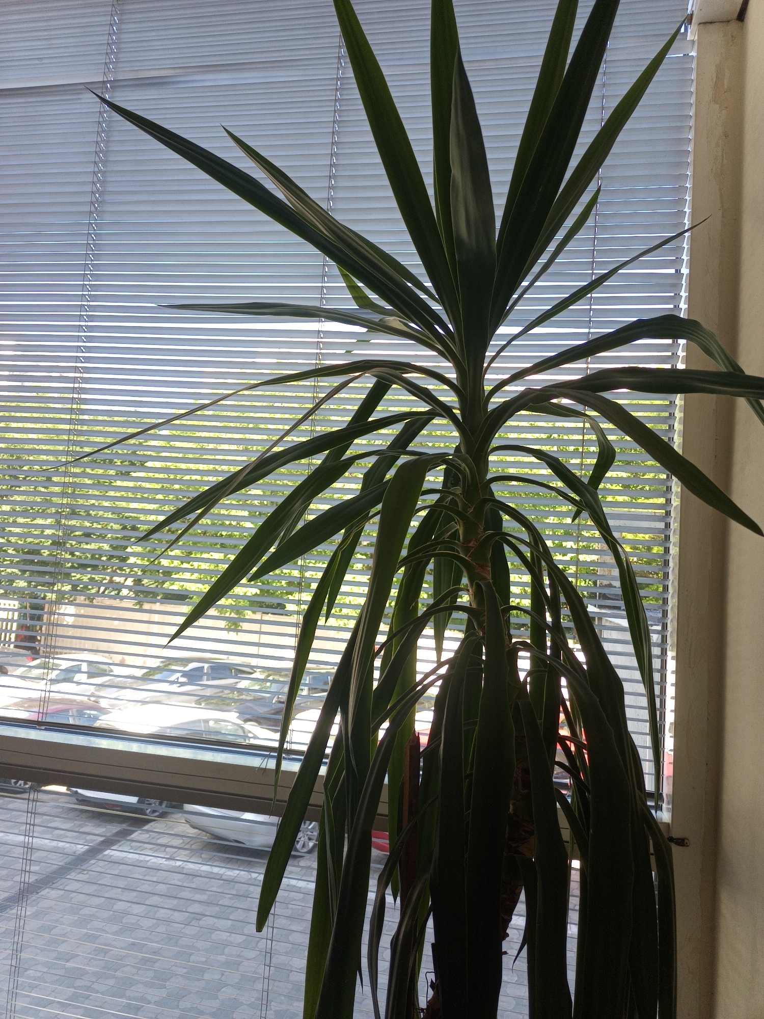 A tall, leafy plant with long, slender, dark green leaves stands in front of a window with horizontal blinds. Through the blinds, the lower portion of the image shows a view of a parking lot with several cars, and the upper portion reveals green foliage. The plant is positioned to the right of the window, against a beige wall. The blinds are partially open, allowing light to filter through, casting stripes across the scene. The overall impression is one of an indoor setting with a view of the outdoors.