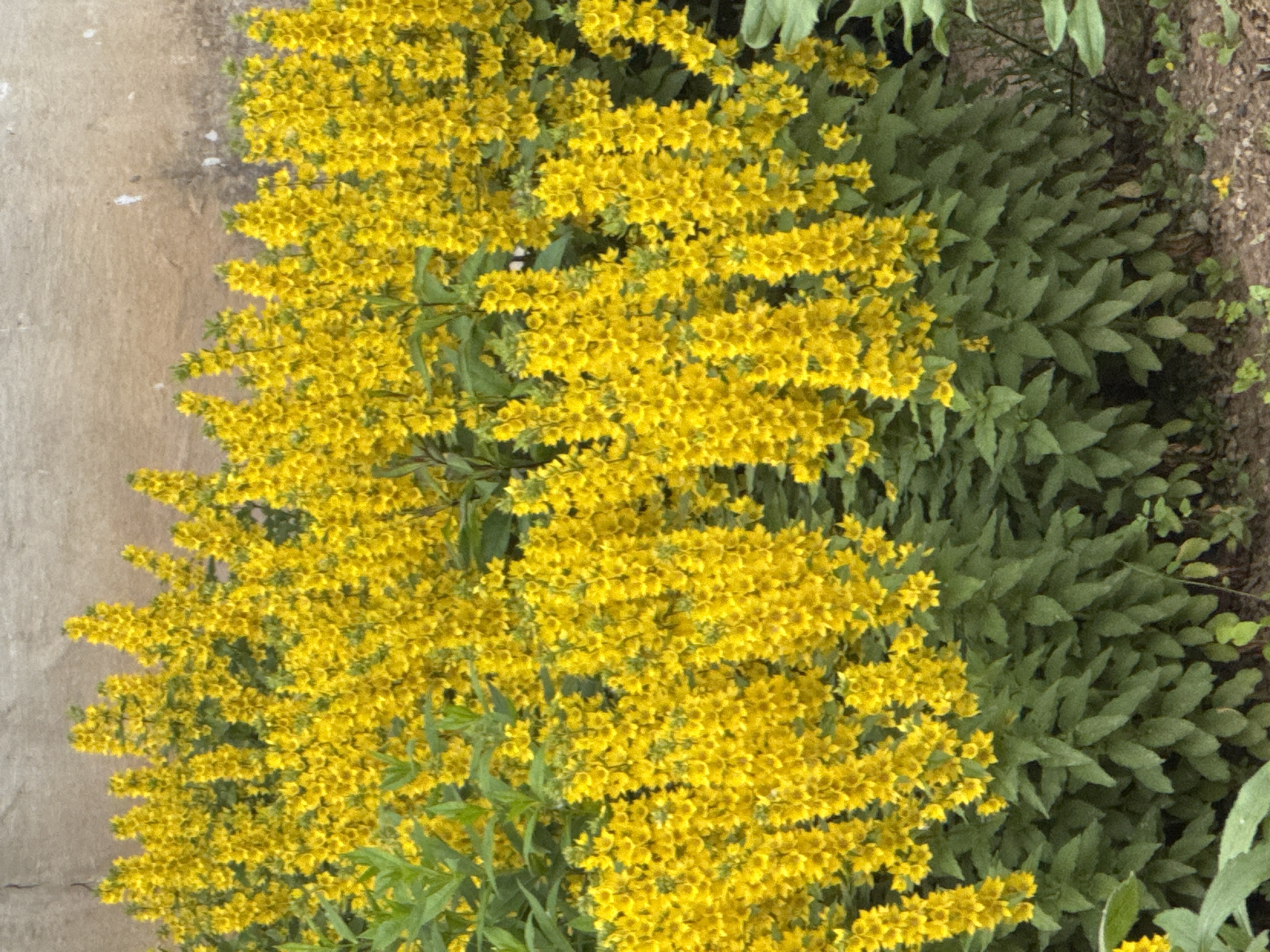 A dense cluster of tall yellow flowers, likely Lysimachia punctata, blooms in front of a textured, light-colored wall. The flowers are arranged in spires, with small, star-shaped yellow blossoms covering each stalk. Lush green foliage serves as a base for the vibrant blooms. The ground beneath the plants is a mix of soil and scattered smaller green plants, with a few tiny yellow flowers visible in the foreground. The scene appears to be an outdoor setting, possibly a garden or a natural area, in Chaikovsky, Russia. There are no people or animals present in the image.