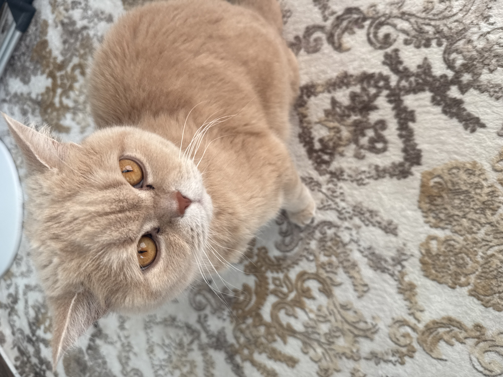 A tan cat with amber eyes is laying on a carpet with a floral pattern. The cat is looking up at the camera. The background is out of focus. Location is Unknown, Unknown.