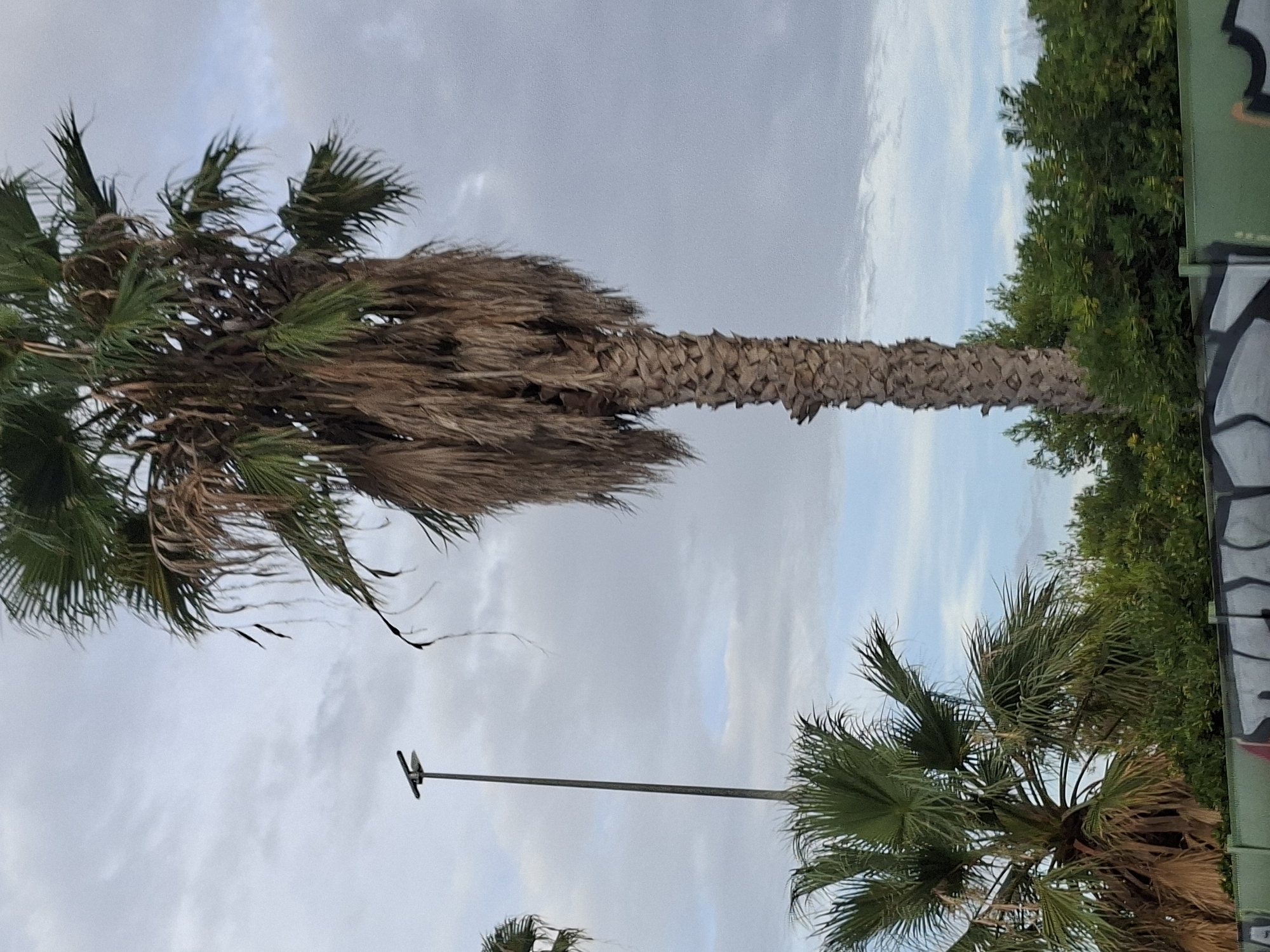 The image shows a tall palm tree in the foreground, with its fronds mostly brown and dry, and a textured, segmented trunk. To the left and slightly behind it, a smaller, greener palm tree is visible. In the background, a tall, slender lamppost stands against a cloudy sky. The scene is further populated by dense green foliage and a low green barrier with graffiti artwork. The overall impression is an outdoor urban or suburban setting, likely in a warm climate. It is not possible to determine the specific location within Bullas, Spain from the provided image.