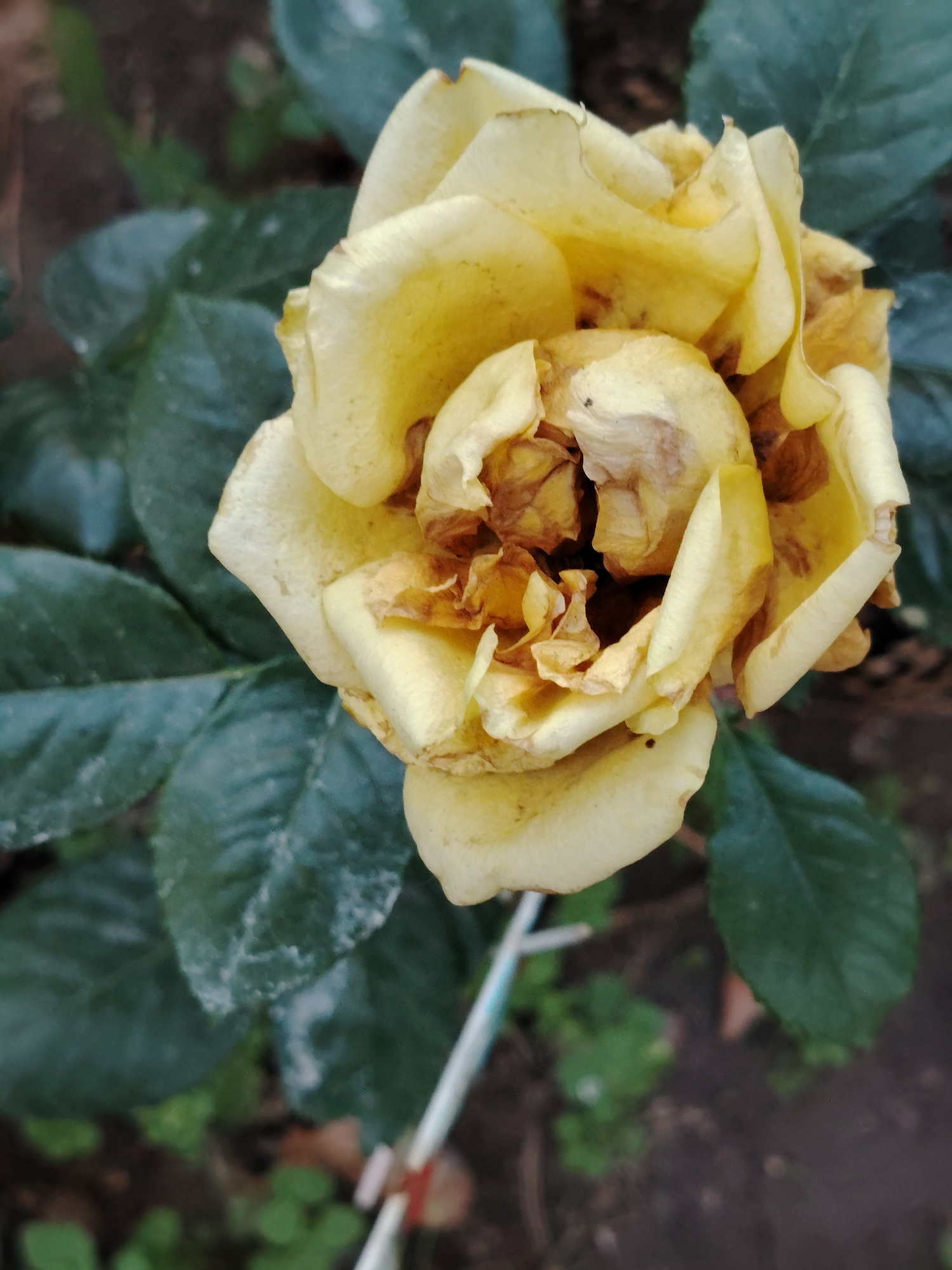 The image is a close-up, top-down view of a wilting yellow rose. The rose is in the center of the frame, with its petals browning and curling inward. The leaves of the rose bush are visible in the background, appearing dark green and somewhat muted. The overall environment is outdoors, with soil and some small green plants visible on the ground. There are also some thin white and red stakes or supports partially visible in the lower portion of the image, possibly used to support the rose plant. No people or animals are present in the image. The image does not contain any specific landmarks or contextual clues that would allow for the identification of a location in Astana, Kazakhstan.