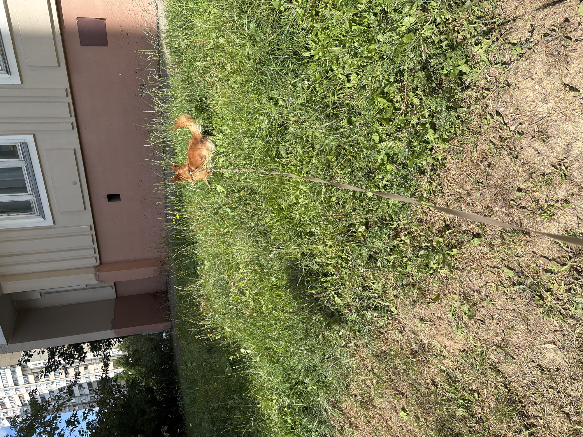 A long, thin, brown dog is walking on a leash in a grassy area outside a building. The dog is a reddish-brown color and has a fluffy tail. The building is a light brown color with white trim. There are trees and other buildings in the background. The ground in front of the building is covered in dirt and some grass. The image appears to have been taken on a sunny day. The dog is looking to its right. The leash is attached to the dog's collar and is held by an unseen person. The area appears to be a residential area. The building in the background appears to be a multi-story apartment building. The grass area is overgrown with weeds. The light brown dog is facing away from the camera and to the right. The dog's tail is held high and appears to be wagging. The leash is brown and is extending out of the frame to the left and down.