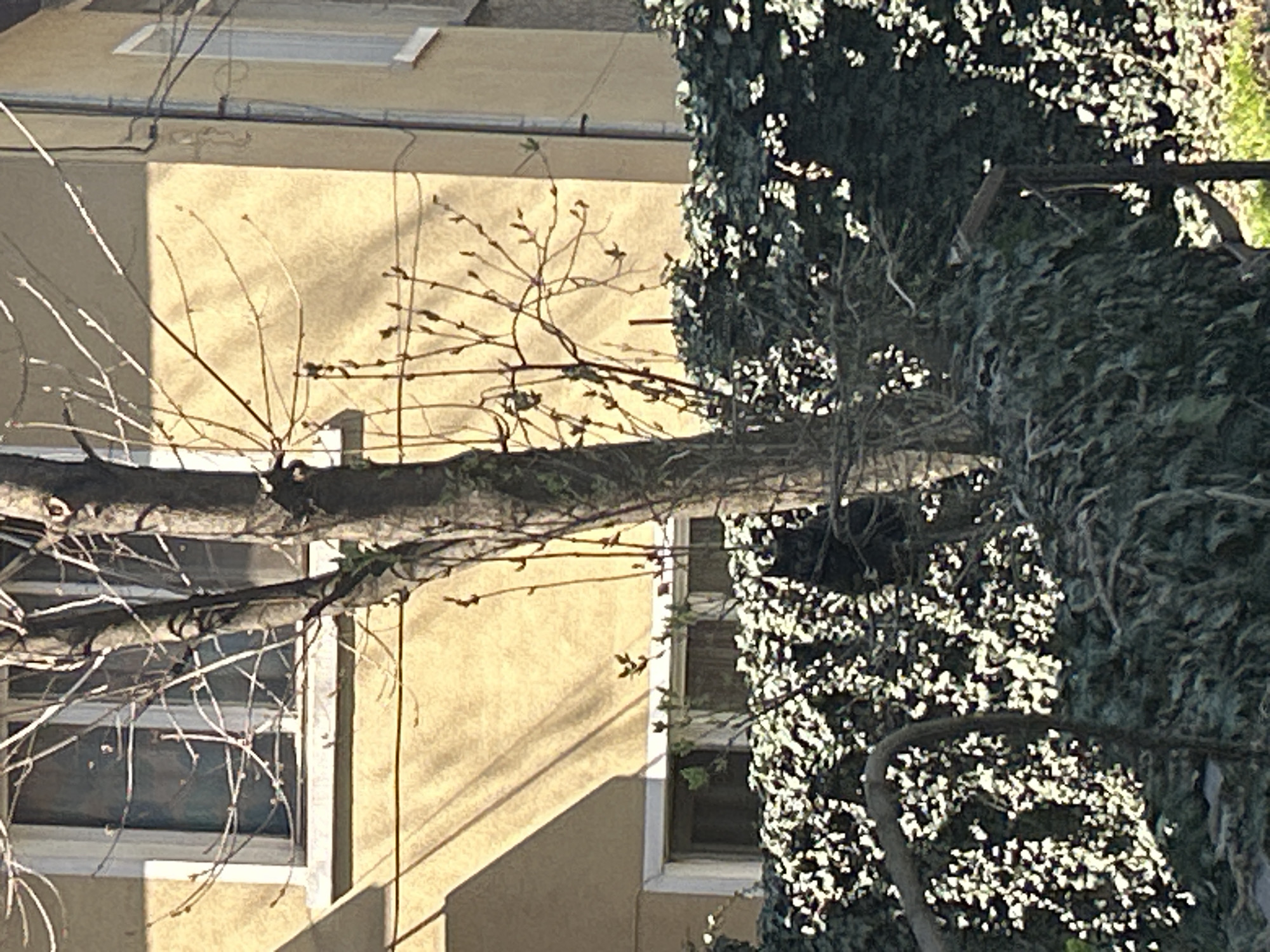 The image depicts a tree branch obscuring parts of a light yellow building. The branch is mostly bare, with a few small buds or leaves emerging. A significant portion of the branch is covered in dense green foliage. A window is partially visible on the left side of the building, behind the branch. Another window is partially visible, also on the left side of the building, partially hidden by the green foliage. A section of the roof of the building, including a skylight, can be seen in the top part of the image. The photograph does not contain evidence to determine that it was taken in Veliko Tarnovo, Bulgaria. The scene is outdoors and is in daylight. There are no people visible in the frame.
