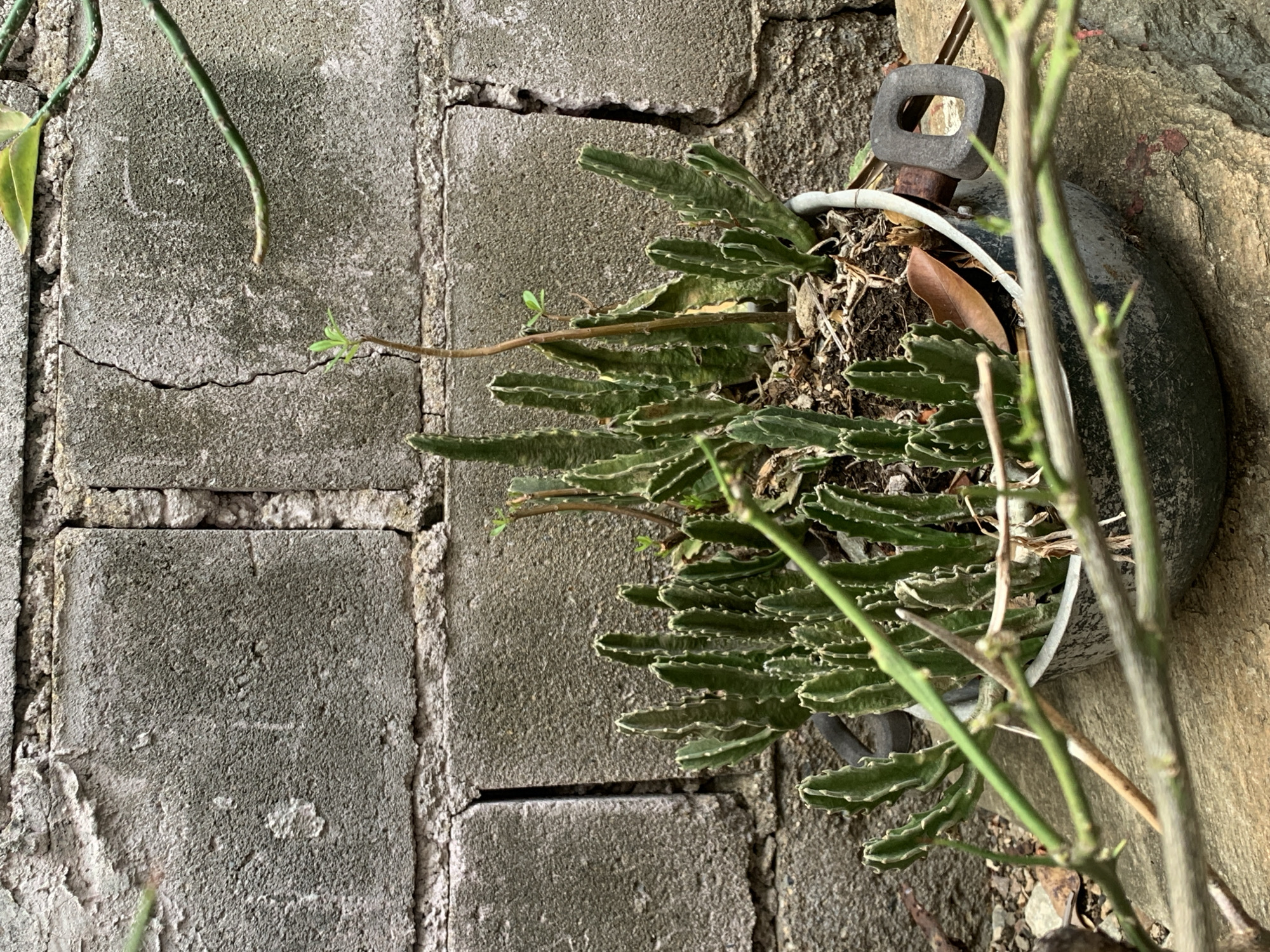 This vertical composition captures an outdoor scene featuring a plant in a pot set against a weathered concrete block wall in Santa Ana, Venezuela.
The central subject is a robust, green plant with distinctive, thick, segmented stems that have prominent, wavy, and somewhat jagged edges, resembling a succulent or cactus. This plant fills a dark, rounded pot, partially visible, with a white rim. The soil within the pot appears dry and contains some leaf litter. Emerging from the plant or its vicinity, and also from the upper left of the frame, are slender, smooth green stems or vines, some with small, light green leaves, extending outwards.
Above the pot, a rusty, grey metal ring with a rectangular opening is visible, attached to what appears to be a mounting point or part of the pot's hanger.
The background is dominated by a wall constructed from coarse, grey concrete blocks. The blocks and the mortar between them show significant signs of age and weathering, including numerous cracks, particularly a prominent horizontal crack running through the upper-left blocks. Patches of greenish discoloration, likely moss or algae, are visible on the concrete surfaces, indicating a humid environment over time. The texture of the concrete is rough and uneven.
No people are present, and no specific activity is taking place beyond the natural growth of the plants and the ongoing weathering of the wall. The scene is illuminated by natural light, suggesting it is daytime. There is no visible text in the image. The overall impression is one of natural life persisting in an aged, man-made environment.