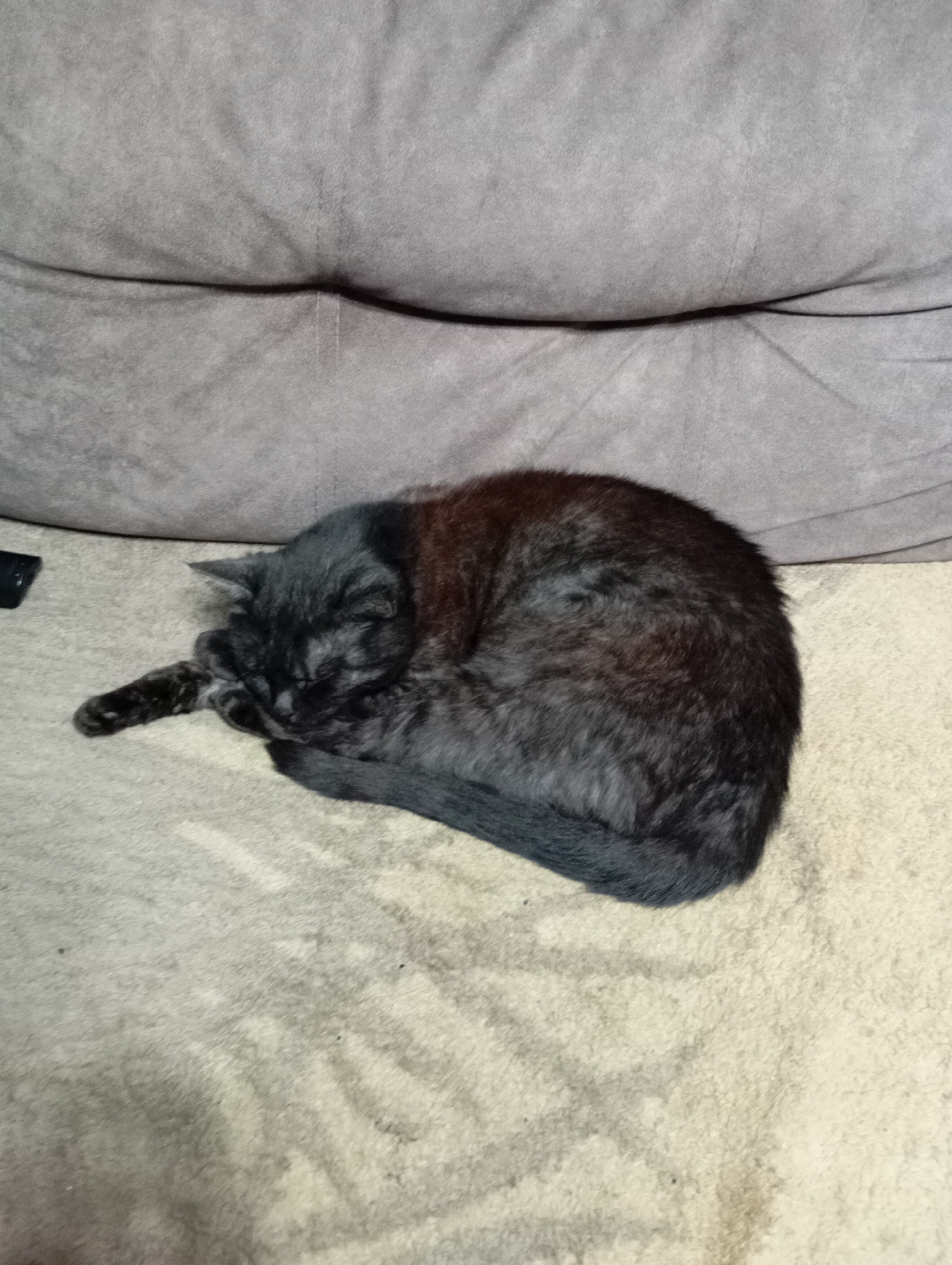 A black cat is sleeping curled up on a textured, light-colored surface. Above the cat, a folded, dark gray fabric is visible. To the left of the cat, a small black object is partially visible. The scene is indoors, and the lighting appears dim. The provided crops offer close-ups of the textured surface and the cat's fur, but do not provide any contextual information about its location within Orenburg, Russia.