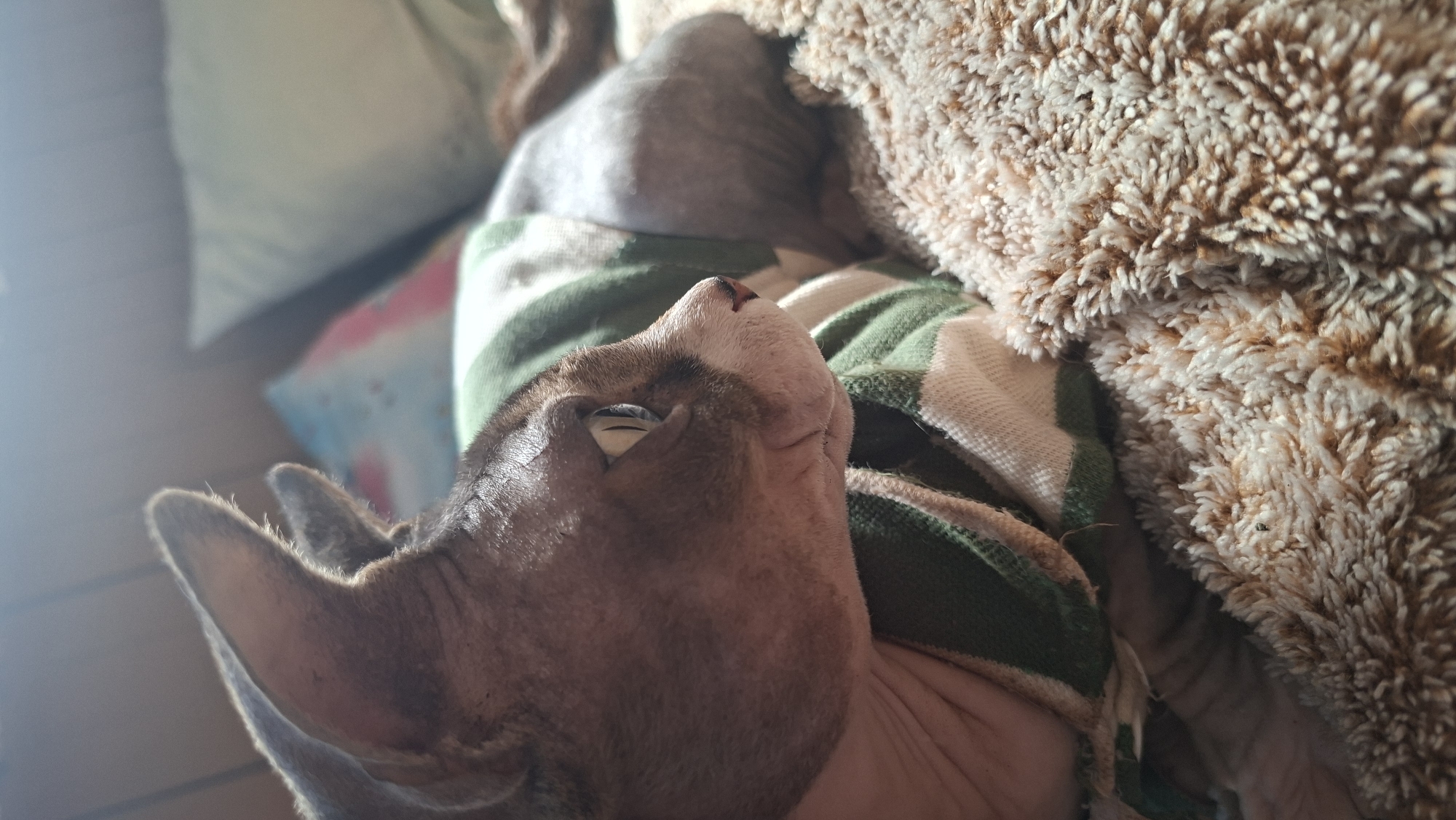 A hairless cat wearing a green and white striped sweater is lying on a fluffy, beige blanket. The cat is seen in profile, facing right, with its head turned slightly towards the viewer. Sunlight is hitting the cat's face and body, creating highlights. In the background, out of focus, are pillows and a wall. The scene appears to be indoors, in a domestic setting. No specific location in Забалоцкі сельскі Савет, Belarus is identifiable from the image.