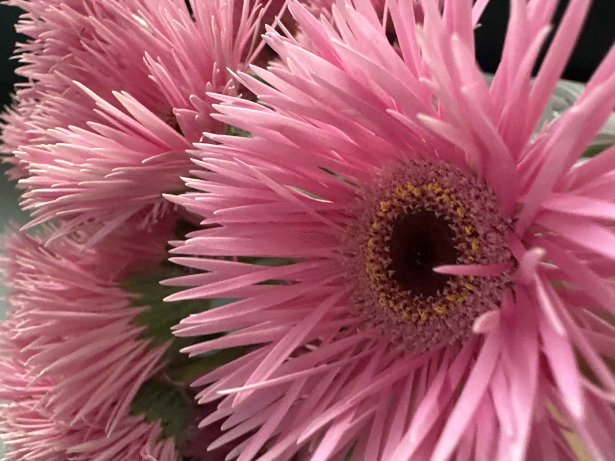 The image shows a close-up view of several pink gerbera daisies. The flowers are in focus, with their delicate petals radiating outwards from the dark center. Some of the petals have slight variations in pink hue, creating a subtle play of light and shadow. The background is dark and out of focus, making the vibrant pink flowers the sole subject. There is no indication of a specific location in De Bult, Netherlands, or any people or actions depicted in the image.