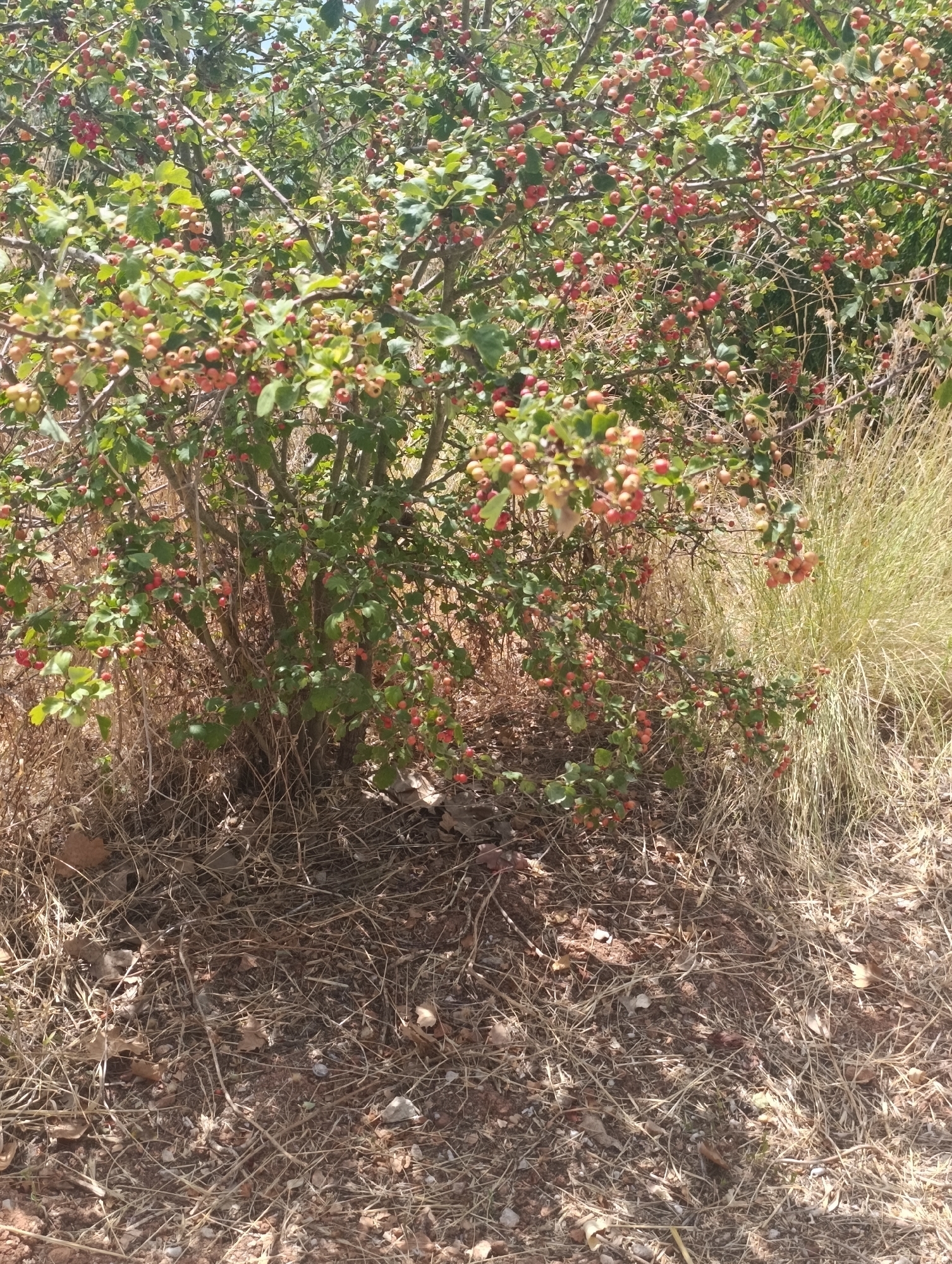 The image shows a close-up view of a shrub laden with small, round, reddish-orange fruits. The shrub has green leaves and many thin branches. The background consists of dry, brown grass and some dappled sunlight. The scene appears to be outdoors in a natural setting. There are no people visible in the image. The image does not provide any specific information that would allow for the determination of its location within the city of Setúbal, Portugal.