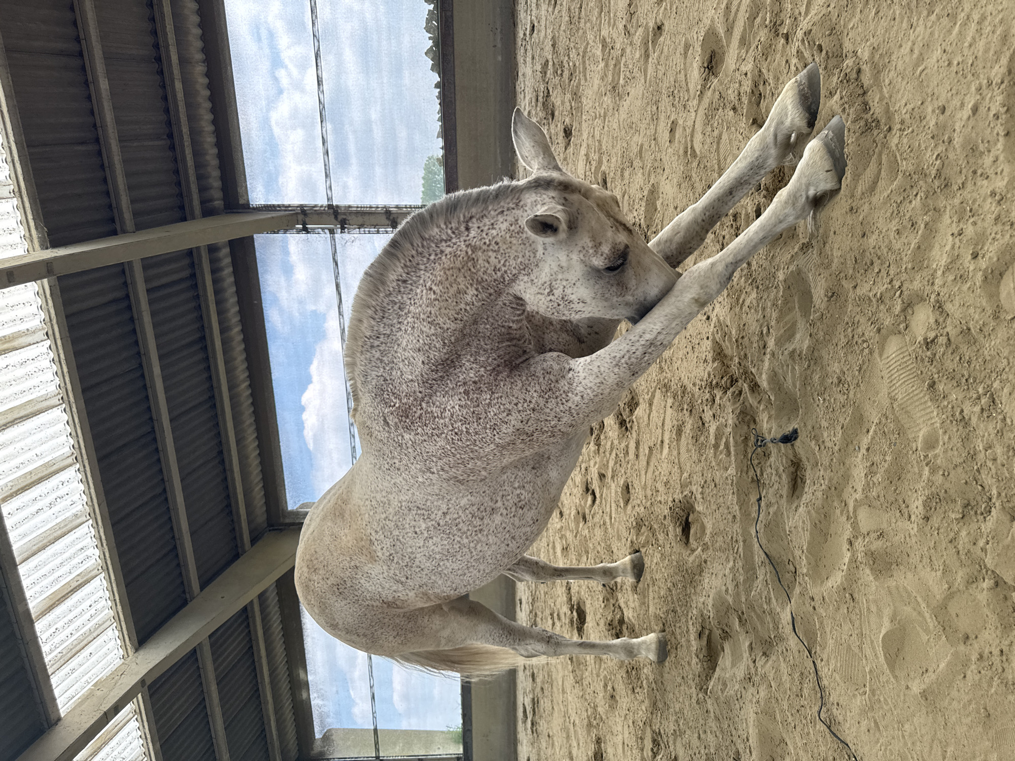 This media file depicts a light gray horse with speckles standing in a sandy arena, leaning against a wall. The horse is positioned with its front legs extended upwards, resting on the wall, while its hind legs are on the ground. The setting appears to be an indoor riding arena with a corrugated metal roof supported by concrete beams. The sides of the arena are open, allowing a view of the sky, which shows scattered clouds and a bright, possibly daytime sky. The ground is covered in sand, with visible footprints. A dark rope is lying on the sand near the horse. The image is taken from a low angle, looking up at the horse. The horse's expression is calm, with its head slightly lowered and its eyes appear relaxed. There is no visible text in the image. The location context is Estaimpuis, Belgium.