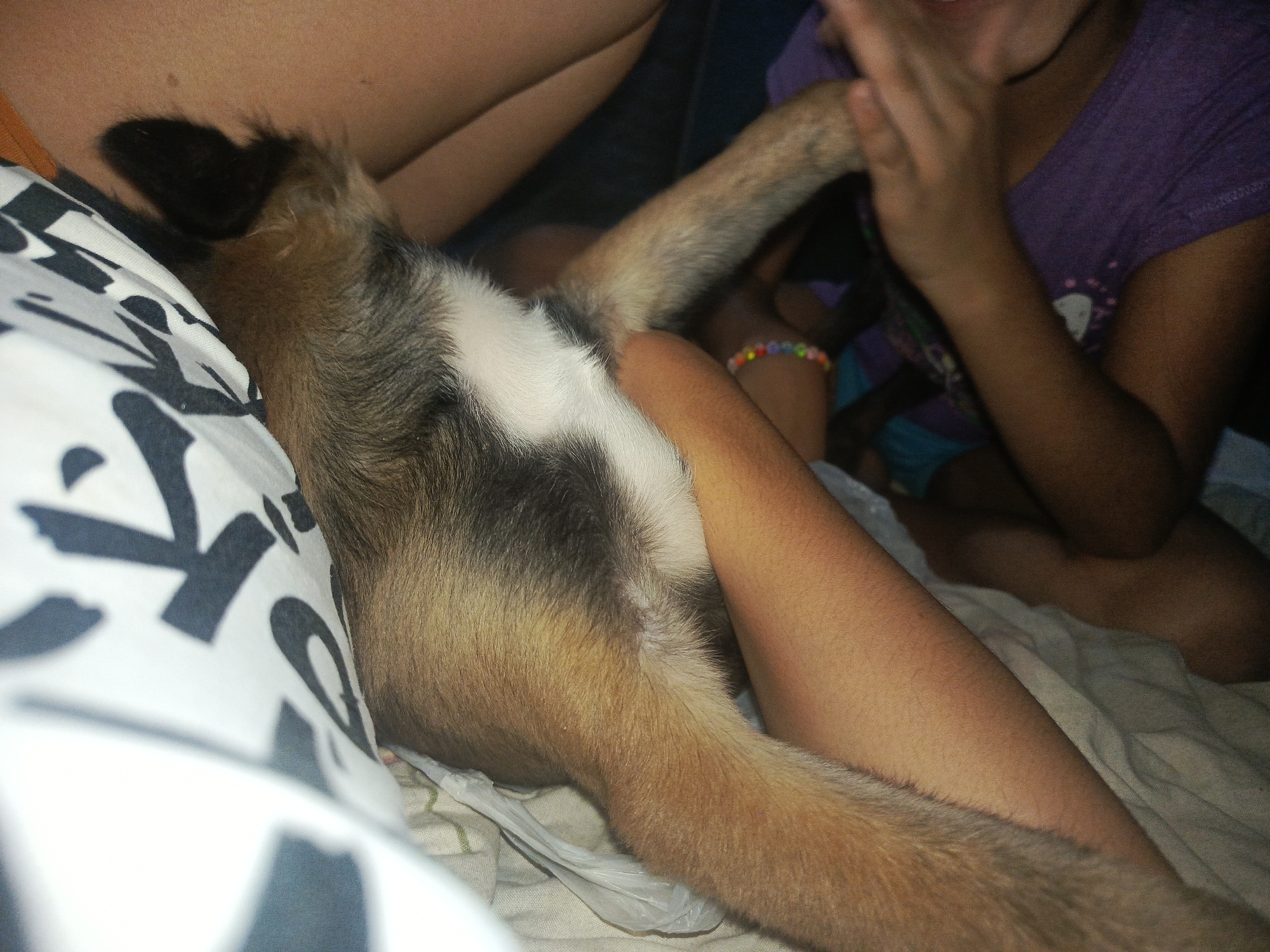 The scene depicts a close-up view of a person and a dog lying on a bed covered with a white and gray patterned pillow and a rumpled beige sheet.
The dog, primarily tan and gray with white markings, is positioned with its back towards the viewer, its hind legs extending towards a child wearing a purple t-shirt and a bracelet. The child's arm rests alongside the dog. Another person's leg is visible in the background.
The location and city are not identifiable from the image.