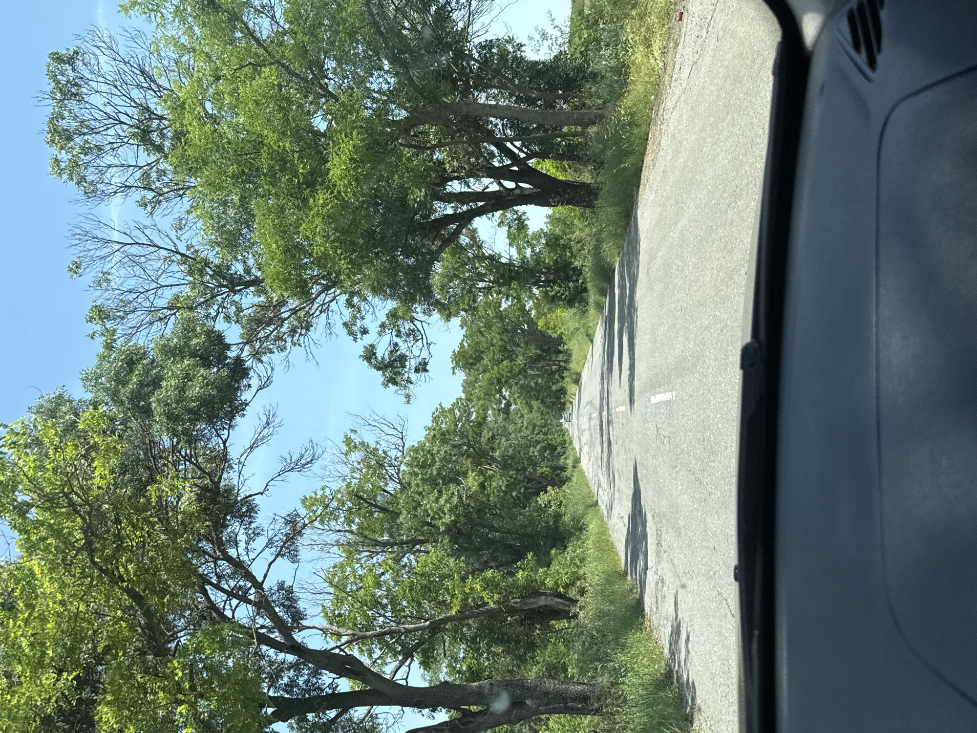The image presents a forward-facing view from inside a vehicle onto an asphalt road in the vicinity of Irechekovo, Bulgaria. The road, marked with a solid white line on its right edge and a broken white line near its center, shows evidence of surface wear and cracks, extending straight into the distance. Dense green foliage, including tall trees and undergrowth, lines both sides of the road. Multiple trees form a canopy over sections of the road; some display vibrant green leaves, while others exhibit bare, leafless branches against a clear blue sky. Direct sunlight illuminates the scene, casting distinct shadows across the road surface. A light-colored vehicle is visible in the far distance on the road. The lower foreground of the image shows the dark-colored dashboard and the base of the windshield of the originating vehicle. No people are present in the frame.