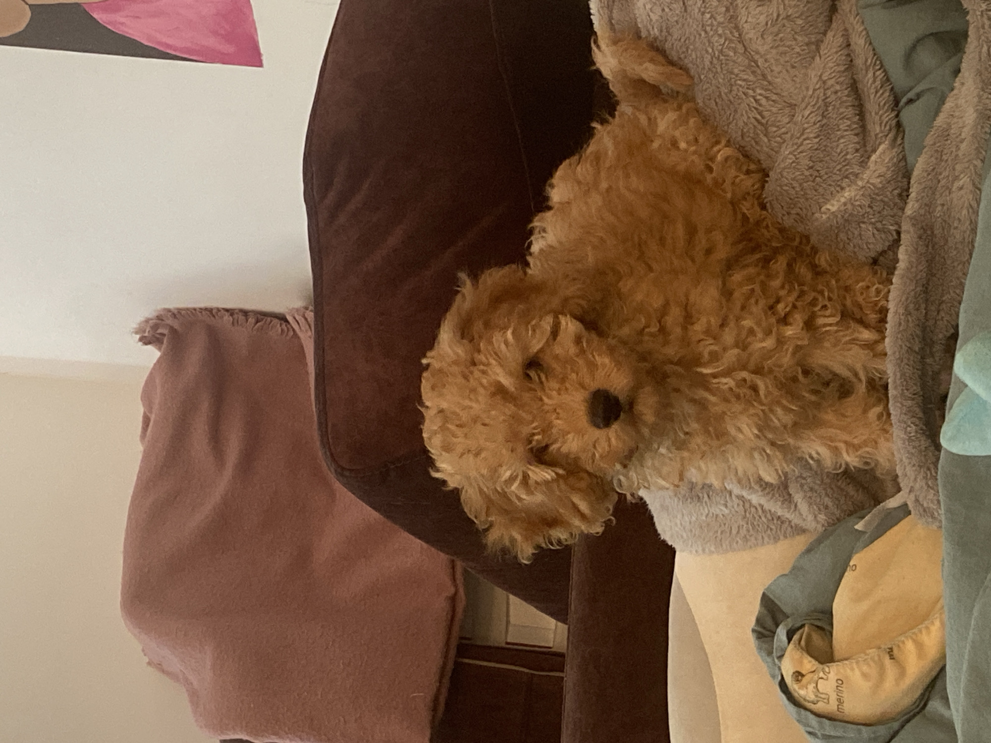 A tan-colored, curly-haired dog rests on a brown couch. The dog is surrounded by a pile of soft, possibly fleece, clothing in shades of beige, gray, and blue. Part of a brown throw blanket is visible to the left of the couch. The wall behind the couch is off-white. A section of a pink and brown painting is visible in the top left corner. The location is not identifiable as Saratov, Russia from the given image.