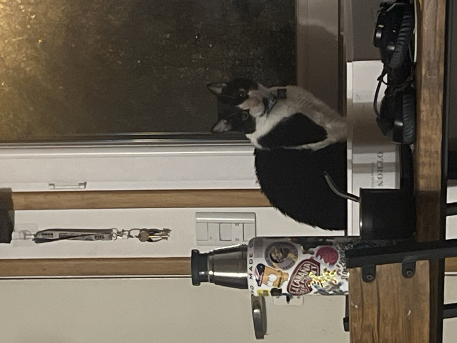 The image depicts an indoor scene in Ushuaia, Argentina, featuring a domestic black and white short-haired cat and various household objects. A black and white cat, wearing a light blue collar with a tag, is positioned in the mid-ground on a surface, likely a window sill, behind a wooden table. The cat faces directly forward, displaying white fur on its muzzle, a blaze between its eyes, and patches on its chest and front paws, contrasting with its otherwise black coat.
On the wooden table in the foreground, a silver thermos bottle is situated to the left, adorned with multiple colorful stickers, including one depicting a yellow cartoon character and another with the text "LA CABAÑA". A black mate cup containing a silver bombilla is placed to the right of the thermos. Behind the mate cup, a white rectangular box with the word "NOBLE" partially visible on its side rests on the table. To the right, a pair of black over-ear headphones are arranged on the table.
The background consists of a light-colored wall on the left, from which a key lanyard with several keys hangs from a hook on a vertical frame. Adjacent to this, a window shows a dark exterior, indicating night or low light conditions, with visible reflections or condensation on the glass. No individuals are present in the scene.