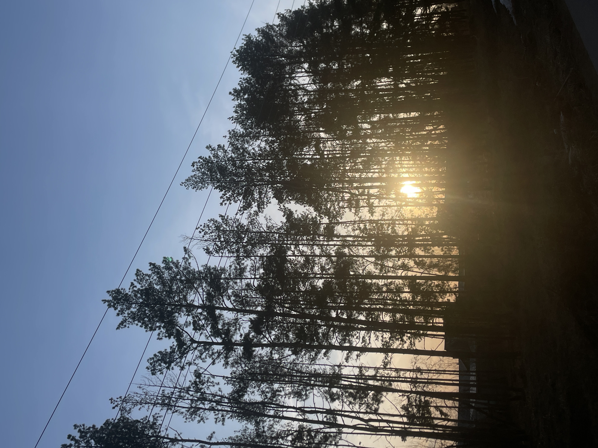 The image shows a row of tall, silhouetted trees against a blue sky. The sun is positioned behind the trees, creating a bright glow. Power lines are visible diagonally across the sky. The photograph was taken in Podshivalovo, Russia.