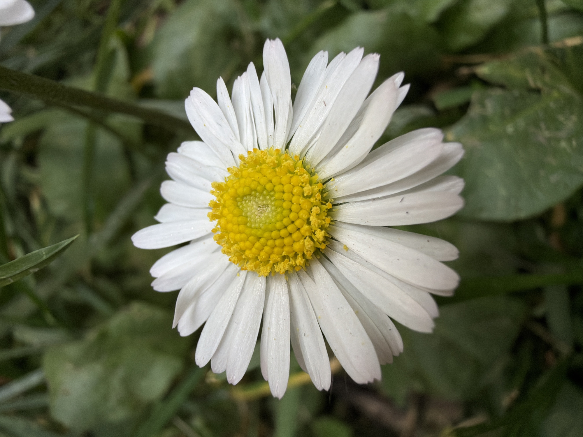 The image shows a close-up of a white daisy flower with a bright yellow center. The flower is in focus, and the background is blurred, showing green grass and foliage. It is not possible to ascertain the location in the city of Belgrade, Serbia, from the image.
