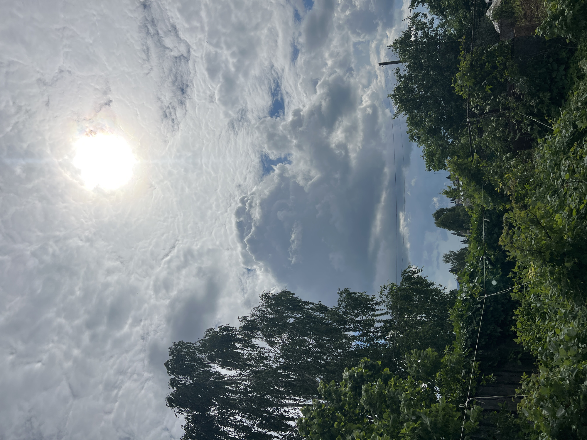 The image depicts an overcast sky with the sun attempting to break through, creating a bright, blown-out area in the upper center. Large, puffy cumulus clouds are prevalent, interspersed with patches of lighter, more textured altocumulus clouds. In the lower portion of the image, a dense canopy of green foliage is visible, suggesting a wooded area or overgrown garden. A tall, slender tree with wispy leaves, possibly a birch, dominates the left side of the frame, its branches reaching upwards towards the sky. The overall impression is of a summer day with changeable weather. The scene is located in Panteleevka, Russia, an area known for its rural landscapes and natural beauty.