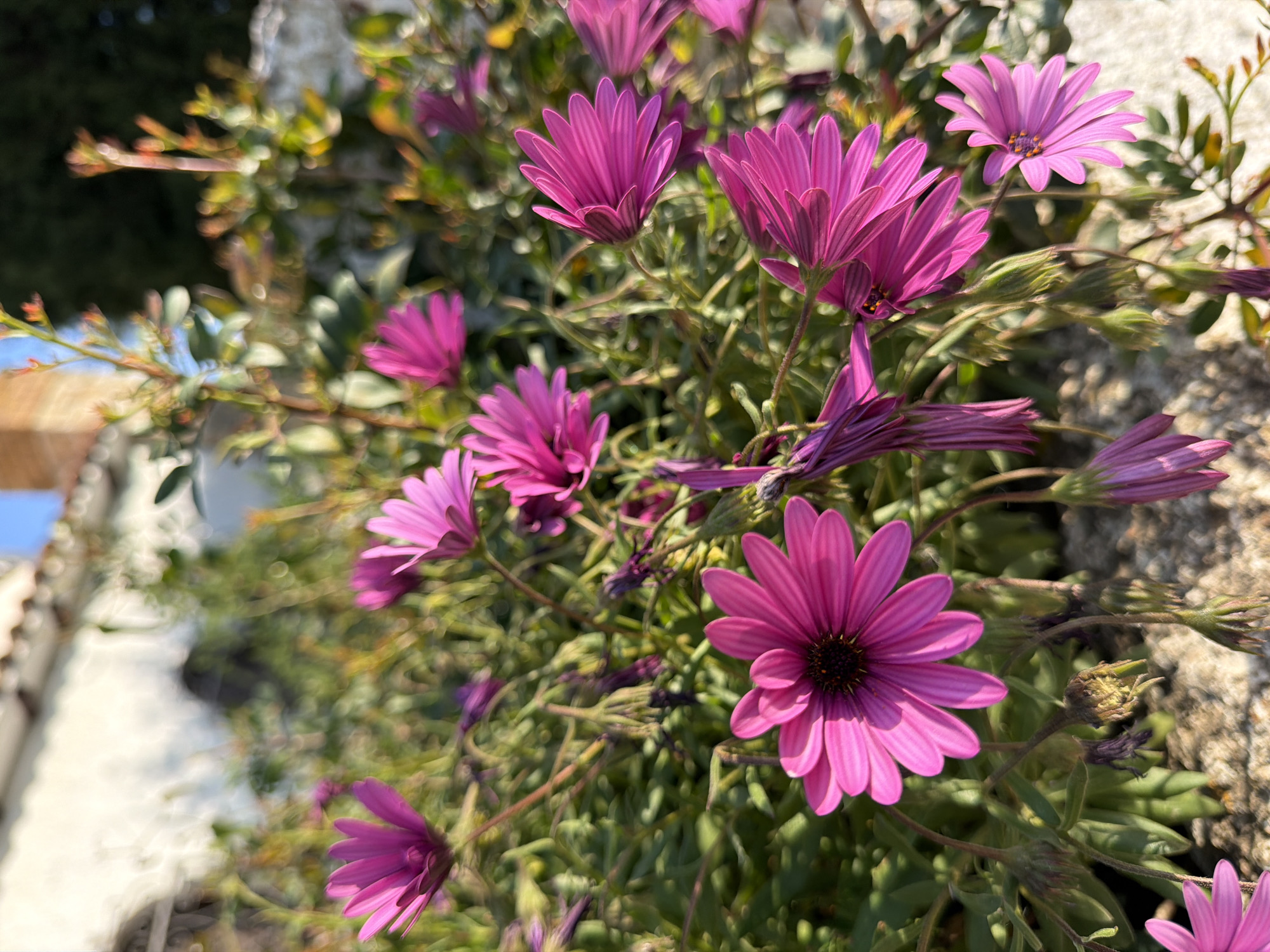 A vibrant close-up shot captures a cluster of purple and magenta flowers, likely African Daisies (Osteospermum), under bright daylight. The primary subject is a fully open flower in the bottom right, displaying radial deep magenta petals and a dark, almost black, central disk. Several other flowers, in various stages of bloom, are distributed across the frame, some with petals unfurling, while others appear as tightly closed buds.
The flowers are set against a densely green, leafy backdrop, which is rendered with a significant shallow depth of field, creating a soft, blurred bokeh effect. Through the blur, hints of the surrounding environment are discernible. On the far left, a light-colored, possibly white or cream-colored, building or wall with a glimpse of roof tiles is visible against a clear blue sky, suggesting an outdoor setting in Mont-roig del Camp, Spain. Further blurred green foliage and some textured, rough surfaces, possibly rocks or another building element, complete the background on the right.
The lighting is natural and strong, indicating a sunny day, with bright highlights accentuating the petals and soft shadows providing depth. The scene exudes a sense of natural beauty and warmth. There are no people, explicit objects beyond the flora, or visible text in the image.