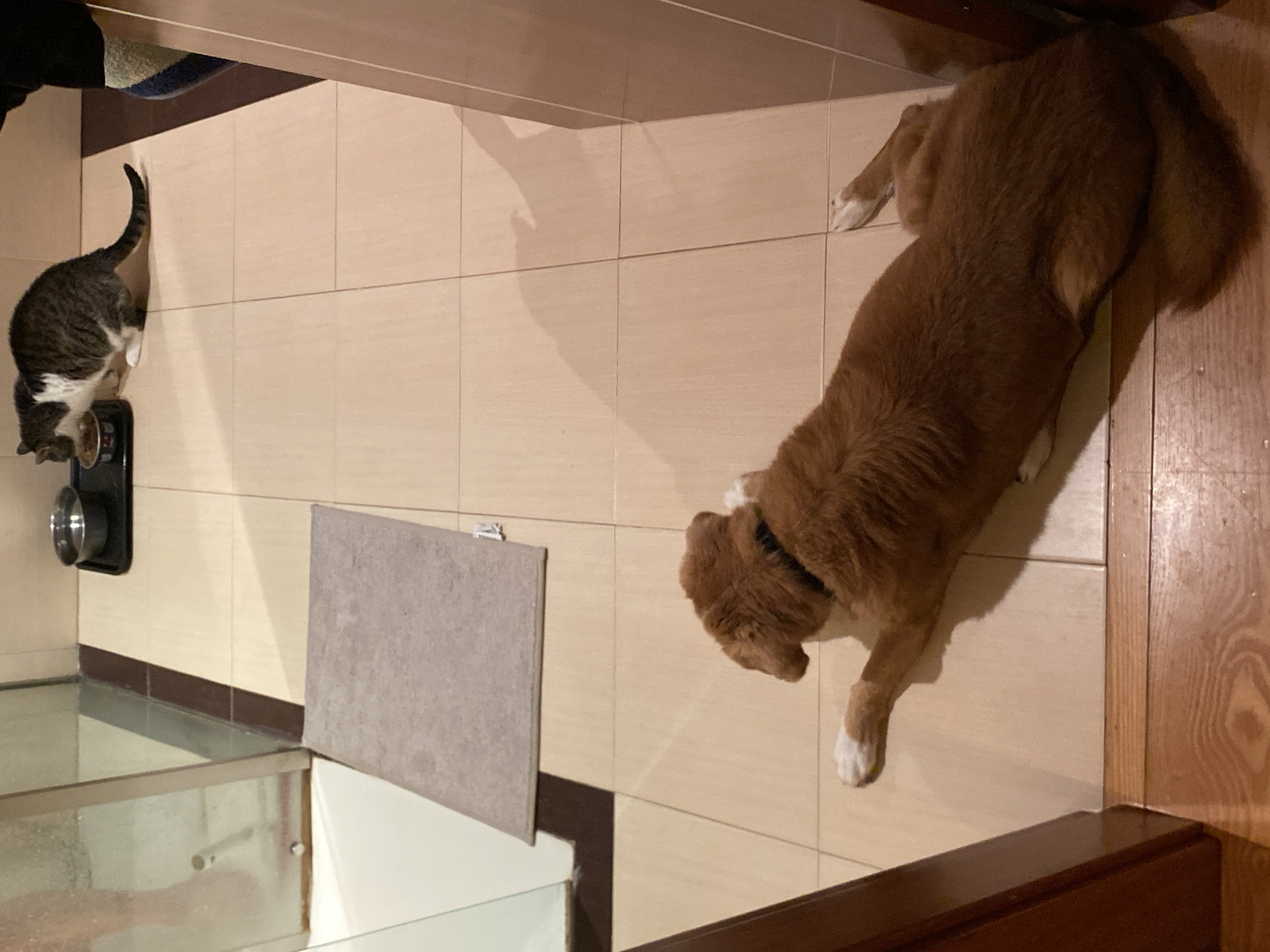 A Nova Scotia Duck Tolling Retriever lies on the tiled floor of an interior space. A cat eats from a dish in the corner. A shower or glass enclosure is visible in the lower left. A gray panel is attached to a white surface. The location is likely a residence in Villaviciosa, Spain.