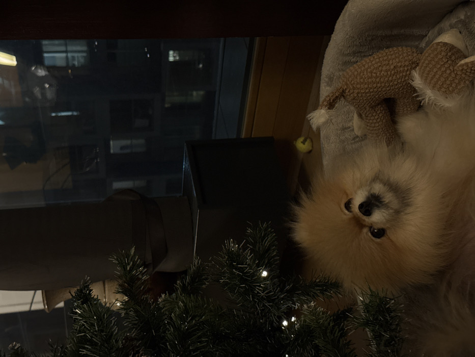 A tan Pomeranian dog lies in a gray pet bed with a stuffed toy, near a small yellow ball. A Christmas tree with white lights is in the foreground. A window behind the dog shows a night cityscape. A dark object, possibly a speaker, sits on the windowsill between the tree and the dog.