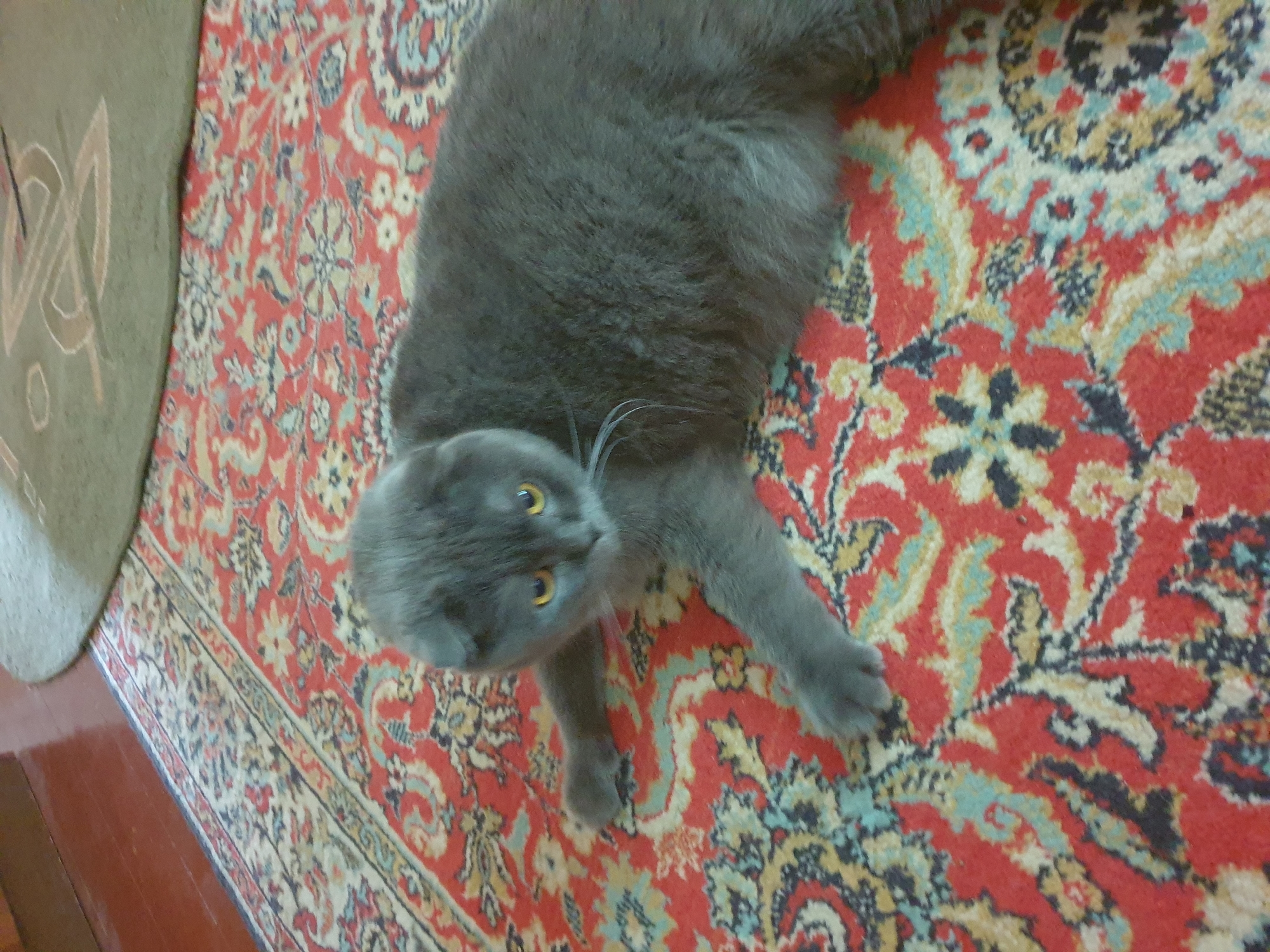 A gray Scottish Fold cat with yellow eyes lies on a red Oriental rug. The cat is facing the camera, with its head slightly tilted. Its paws are extended forward. The rug has a complex pattern of floral motifs in red, blue, and yellow. A portion of a green rug with a knot-like design is visible in the upper right corner of the image. The floor to the left is made of dark polished wood. The scene is indoors.
