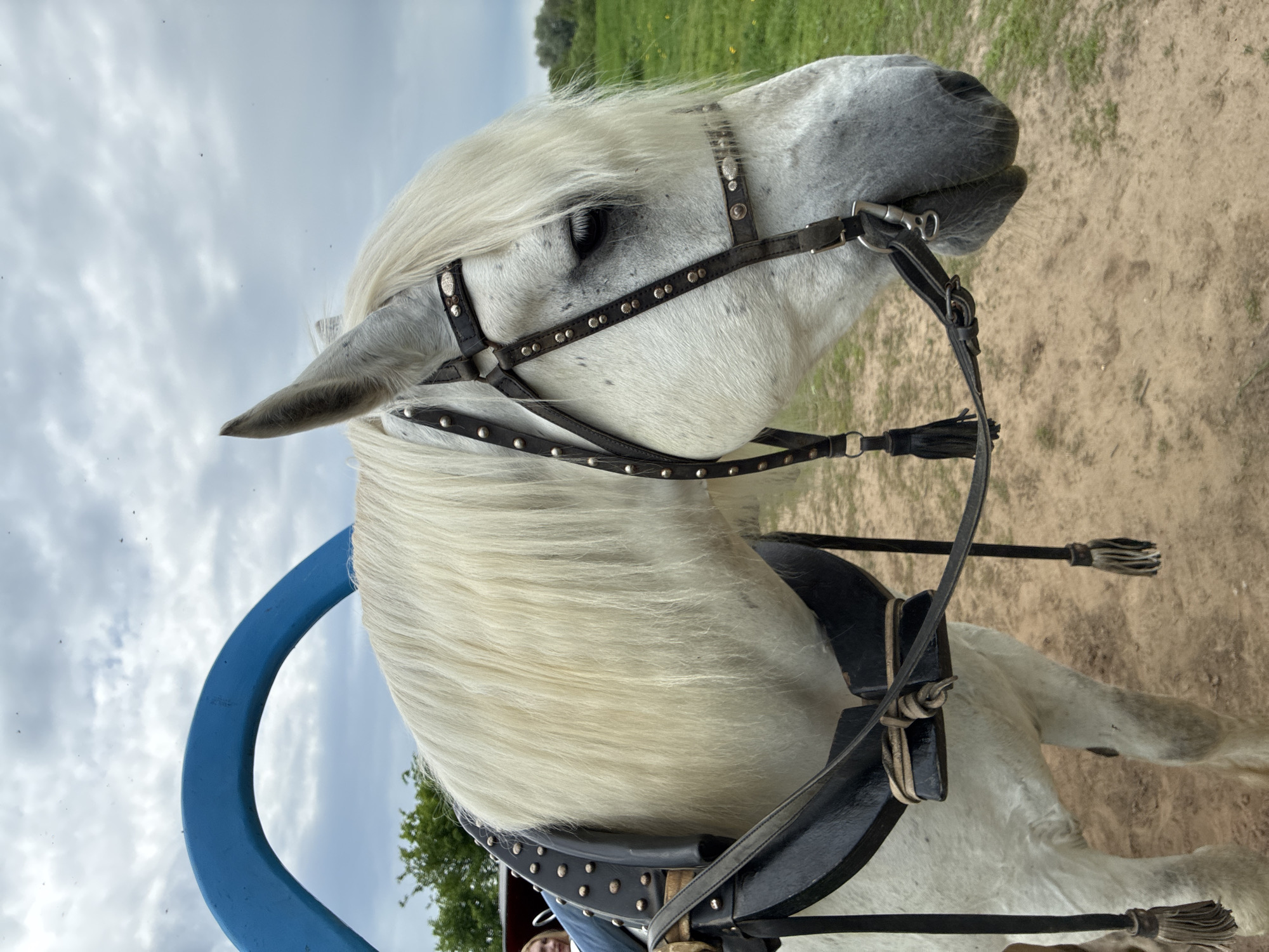 A close-up, slightly angled, outdoor shot depicts the head and upper body of a white horse wearing a black bridle and harness. The bridle features silver studs. The horse's eye is visible. A curved blue object is visible behind the horse's neck. The background includes a green field and a partly cloudy sky. The ground appears to be dirt or sand.