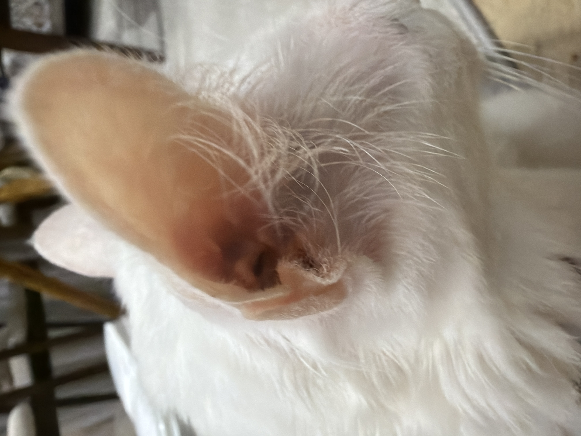 Close-up view of a white cat, focusing on its left ear. The ear is pinkish-tan on the inside, with white fur surrounding it. Long, thin white whiskers extend from the fur near the ear. The cat's white fur covers the rest of its head and body visible in the image. The background is blurry, with hints of a cage-like structure. The location is Unknown, Unknown.