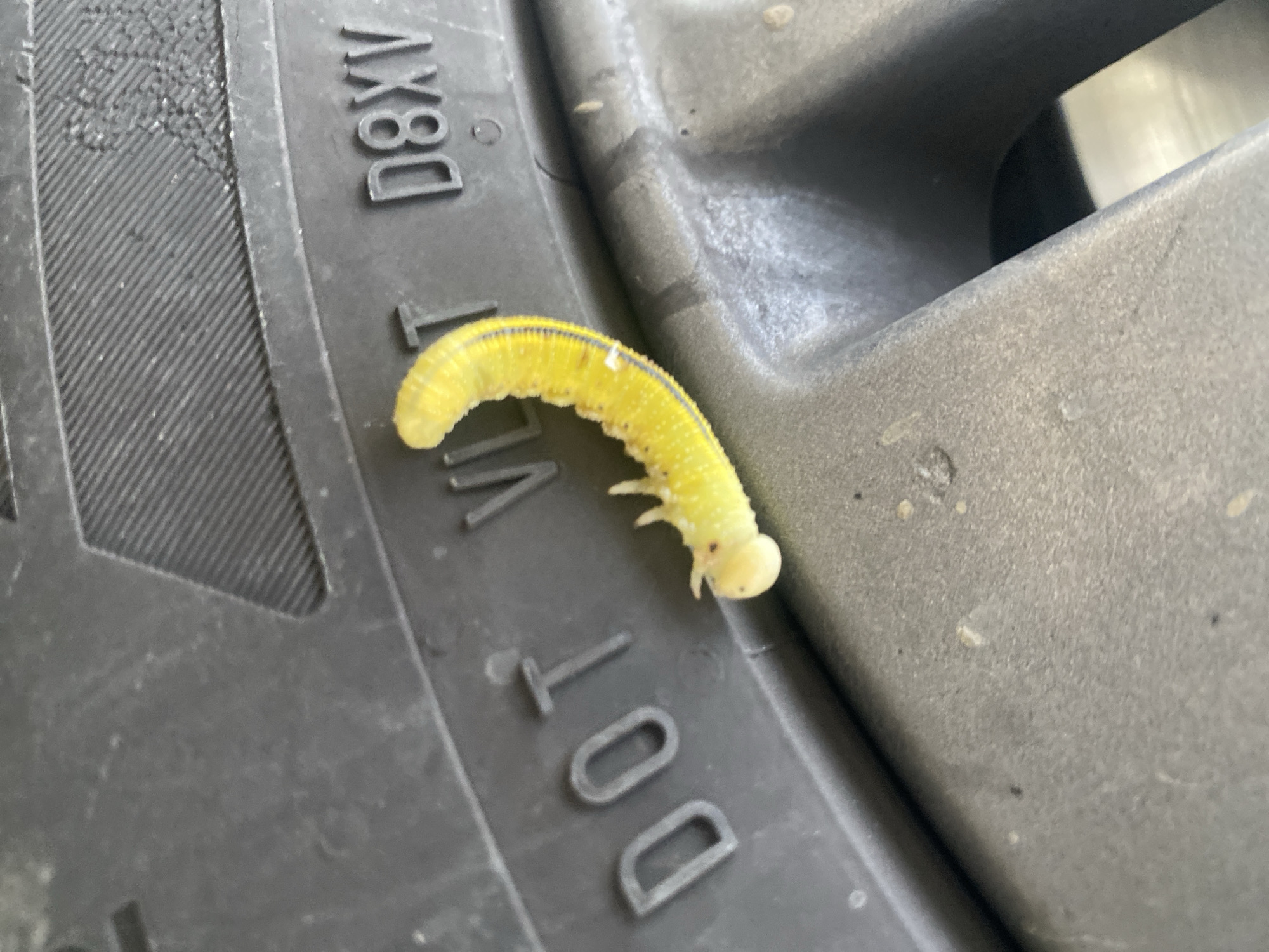A bright yellow caterpillar with black markings and several pairs of prolegs is curled on the tread of a black car tire. The tire has raised white lettering that reads "DOT" and "1X8D". The caterpillar is the main subject. The environment appears to be outdoors, possibly in Nyagan, Russia, given the prompt. The background is out of focus, showing a portion of a grey car rim.