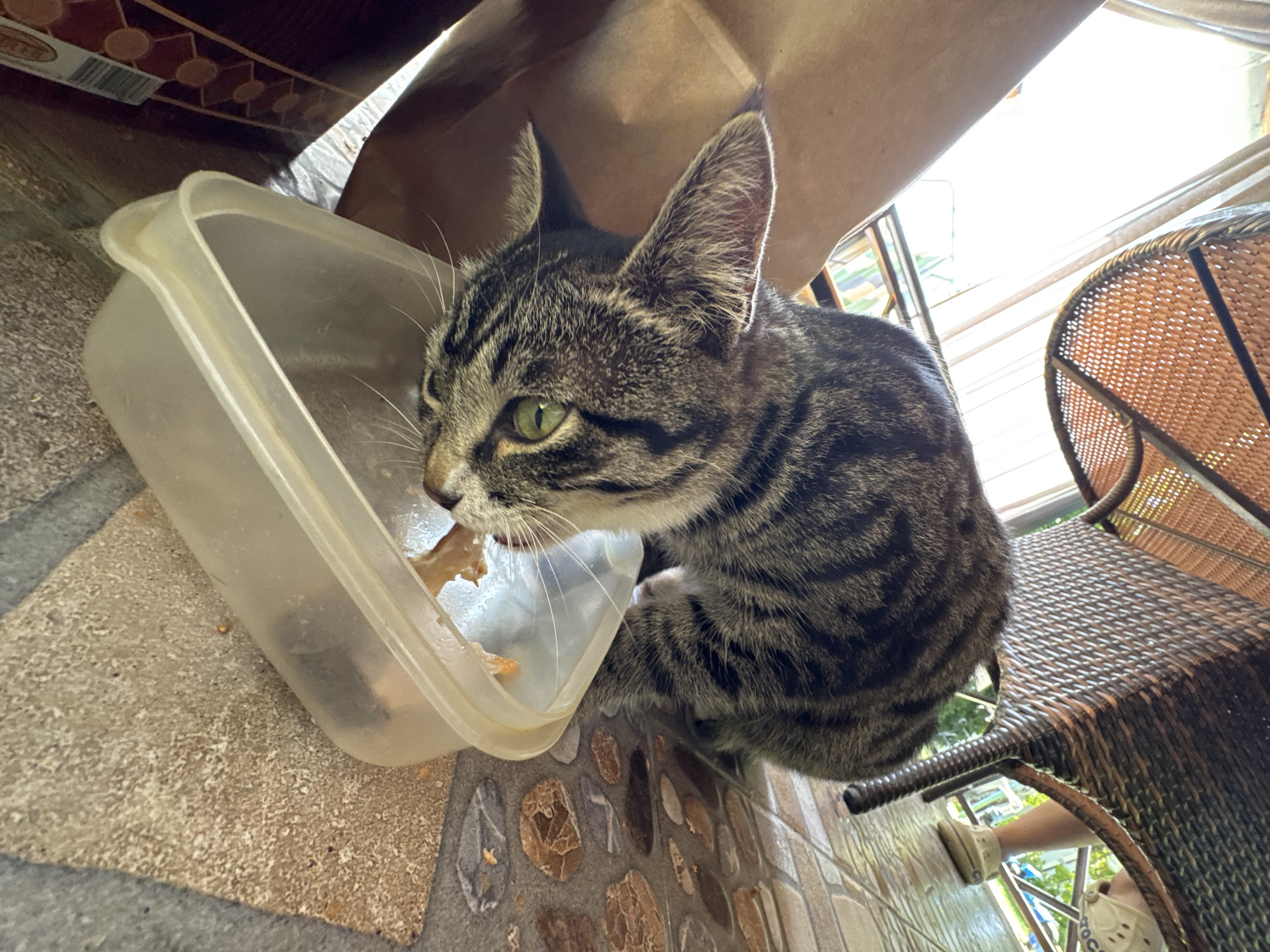 A tabby cat with green eyes is eating from a clear plastic container on a tiled floor. The cat is partially obscured by a brown paper bag on the left and a wicker chair on the right. In the background, a person's legs are visible under the chair, wearing light-colored shoes. The scene appears to be outdoors, possibly on a patio, with sunlight illuminating the area. The location is Sary-Oy, Kyrgyzstan.