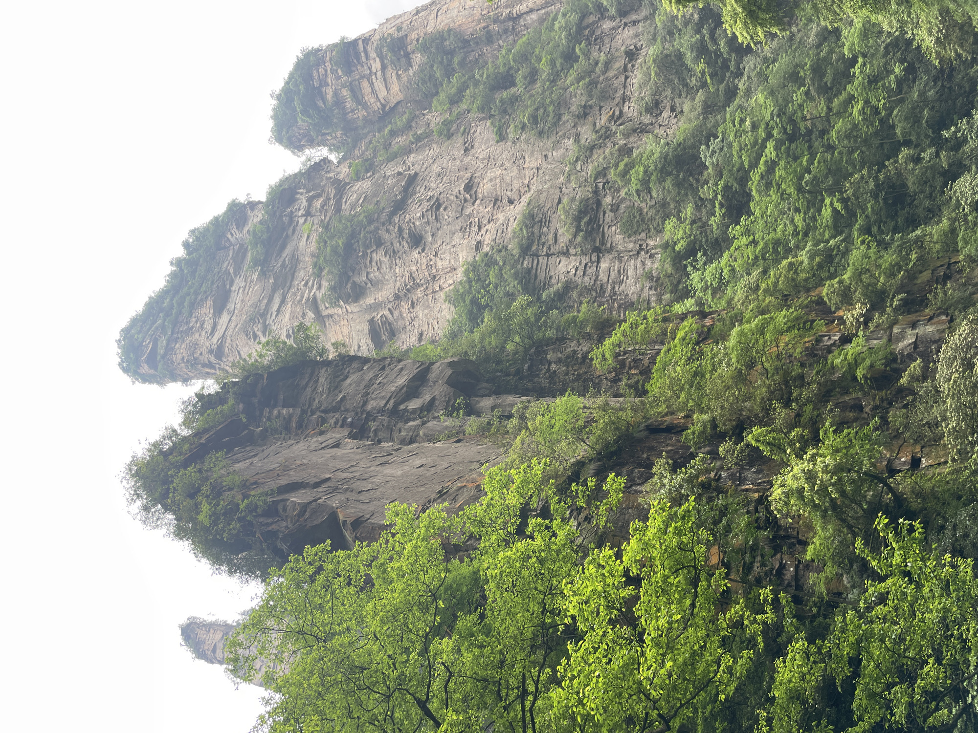 The image shows a steep cliff face in Luoguta, China. The cliff is composed of layered rock formations and covered in vegetation. Green trees grow at the base of the cliff and on ledges higher up. The sky is overcast.
