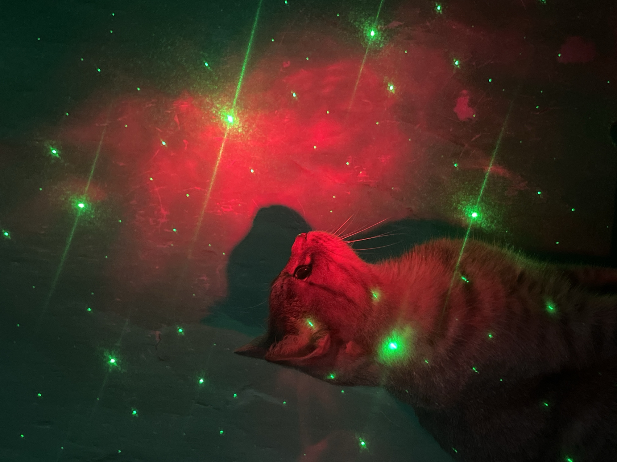 An adult domestic shorthair cat, predominantly gray with tabby markings, is positioned in the left half of the frame, facing towards the right and slightly upwards. Its head is illuminated by red and green lights, with several green laser dots visible on its fur, particularly on its head and neck. The cat's gaze is directed off-camera.
The background is a textured, dark wall illuminated by a pattern of red and green lights, suggesting the use of a laser projector. The lights appear as small, bright dots and diffuse red patches, creating a starry or nebulae-like effect. A shadow of the cat is faintly visible on the wall behind it.
The scene is indoors, with no specific urban or geographical features to identify its location. The lighting suggests a deliberate setup for aesthetic or entertainment purposes, possibly within a residential setting. There is no indication of the city of Nizhny Tagil, Russia, within the image or its provided context.