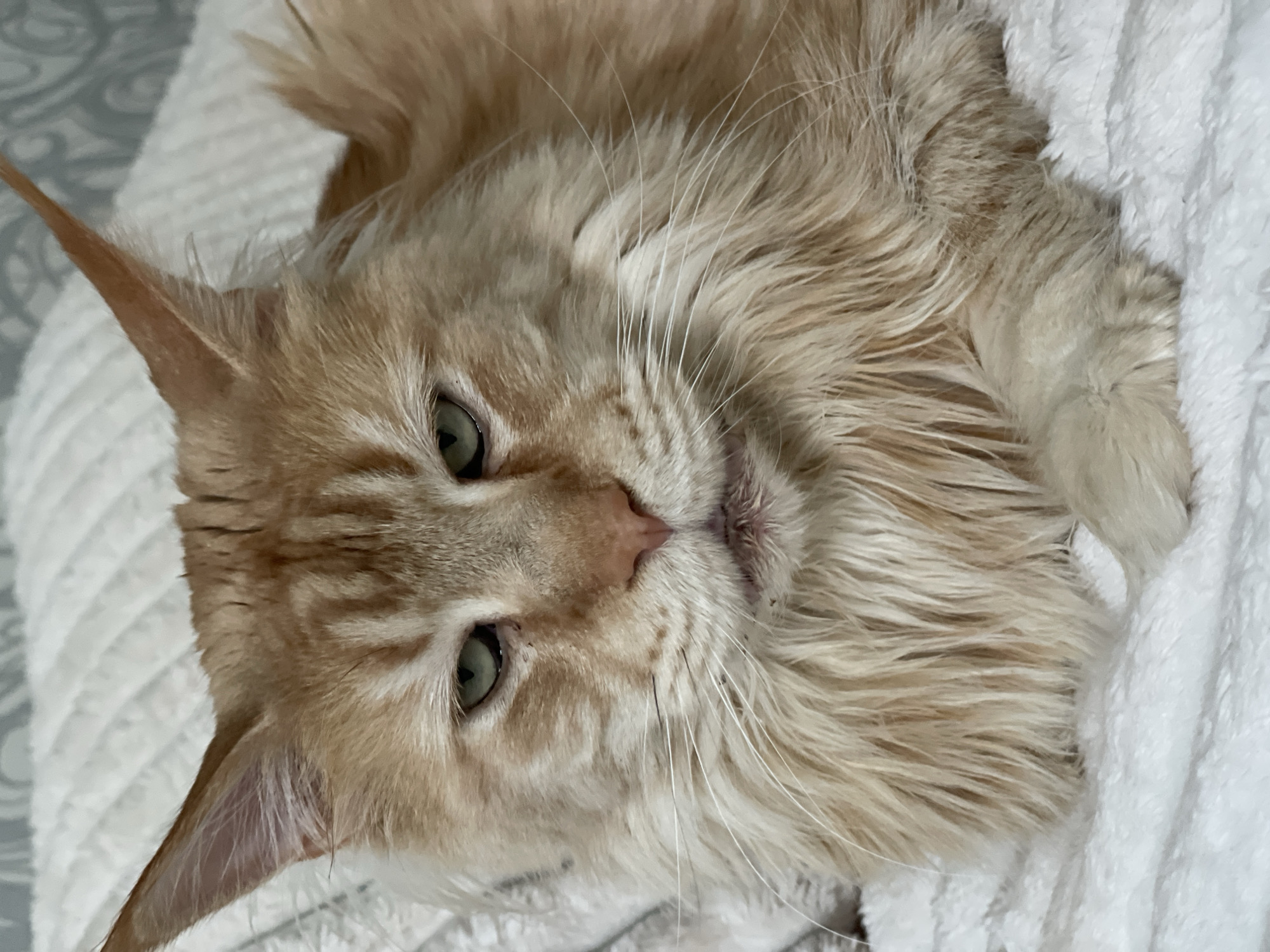 A close-up, eye-level shot shows the face of a large, orange tabby cat with a fluffy mane. The cat is lying down on a textured white blanket, with its head slightly turned to the left. Its green eyes are partially closed, giving it a relaxed or sleepy appearance. The cat's fur is a mix of light and dark orange stripes. The background consists of a white, textured surface, likely a blanket or bedspread. There is no indication of the city of Rozsoshentsi, Ukraine, within the image.