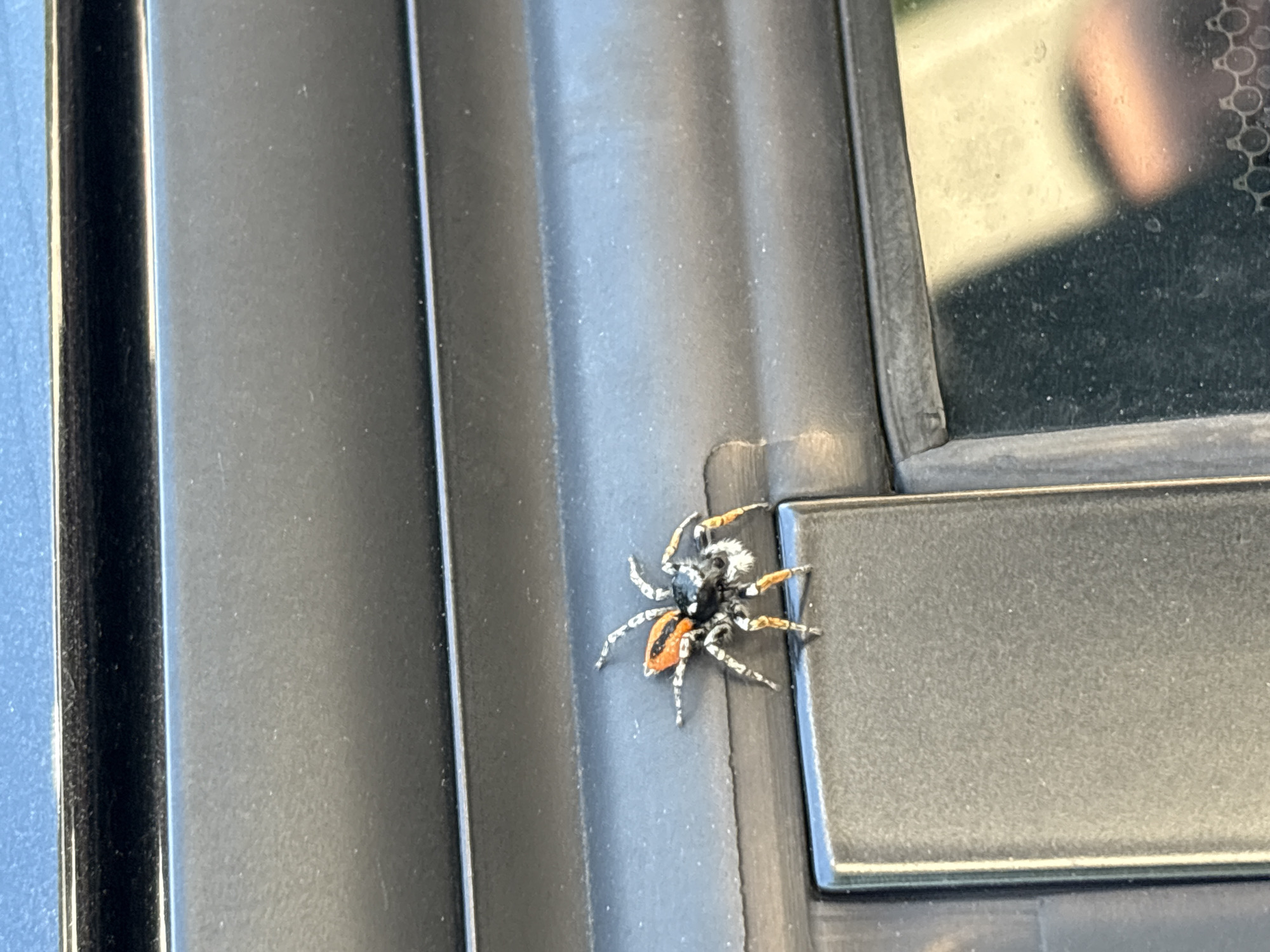A jumping spider, identifiable by its large anterior eyes and robust body, is depicted prominently in the center-left of the frame. The spider exhibits a black cephalothorax with white markings, particularly around its eight eyes and on its prominent pedipalps. Its abdomen is a vibrant orange-red with a central black longitudinal stripe or patch. The legs are mottled grey and black, with distinct orange or yellowish bands. The arachnid is positioned on a textured, dark grey plastic or rubber molding, consistent with the exterior trim of a vehicle door or window frame. Directly beneath the spider's lower legs is a darker, reflective, rectangular section, possibly a window seal or part of a door handle assembly. To the right, a dark vehicle window is partially visible, reflecting a blurred blue sky at the top and indistinct light-colored shapes below. The upper portion of the image shows a black trim piece, likely a roof rack or a top window seal, against a blurred blue background. The overall lighting suggests outdoor daytime conditions. The image provides no specific details to corroborate a location in Provadia, Bulgaria.