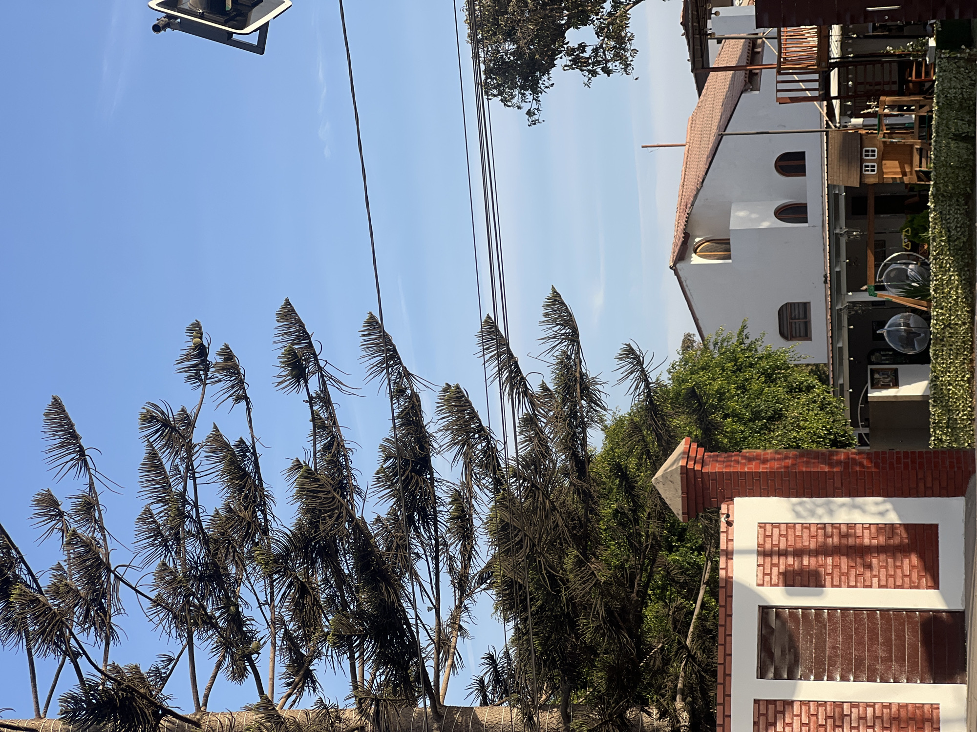 The photograph captures an urban scene in Arica, Chile, under a clear, blue sky. In the foreground, a row of tall, thin trees with sparse, dark foliage stretches across the frame. Overhead electrical wires cut across the sky. Behind the trees, a portion of a white building with arched windows and a red-tiled roof is visible. To the right, a brick structure with white trim and a window is partially seen. Green foliage fills the space between the buildings and trees. A streetlight fixture is visible in the upper left corner of the frame. The image appears to be taken at street level, looking upwards towards the buildings and sky.