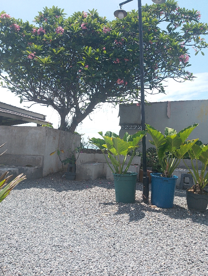 The image presents a tranquil outdoor scene, likely a garden or courtyard, located in Kalianda, Indonesia, under bright, clear daylight. A large, mature Frangipani (Plumeria) tree, laden with dense green foliage and clusters of small pink flowers, occupies the upper half of the frame. Its thick, gnarled trunk and branches are visible below the vibrant canopy.
To the right of the tree, a tall black lamppost with two ornate light fixtures stands prominently. The ground throughout the visible area is covered uniformly with light grey gravel. Strong, distinct shadows from the lamppost, the tree, and other objects are cast across the gravel, indicating a sunny day with the sun positioned relatively high in the sky.
In the mid-ground, three large potted plants with broad, bright green leaves are arranged on the gravel. Two of these are housed in colorful cylindrical containers: one in a green bucket and another in a blue bucket, positioned close to the lamppost. A third plant, in a dark pot, is visible further to the right.
The background features various simple concrete structures, including low walls, steps, and possibly parts of a building, contributing to a rustic aesthetic. A section of a dark roofline is also visible on the far left. Patches of clear blue sky are seen through the tree's branches. The setting appears calm and uninhabited, with no people or specific activities taking place. There is no visible text in the image.