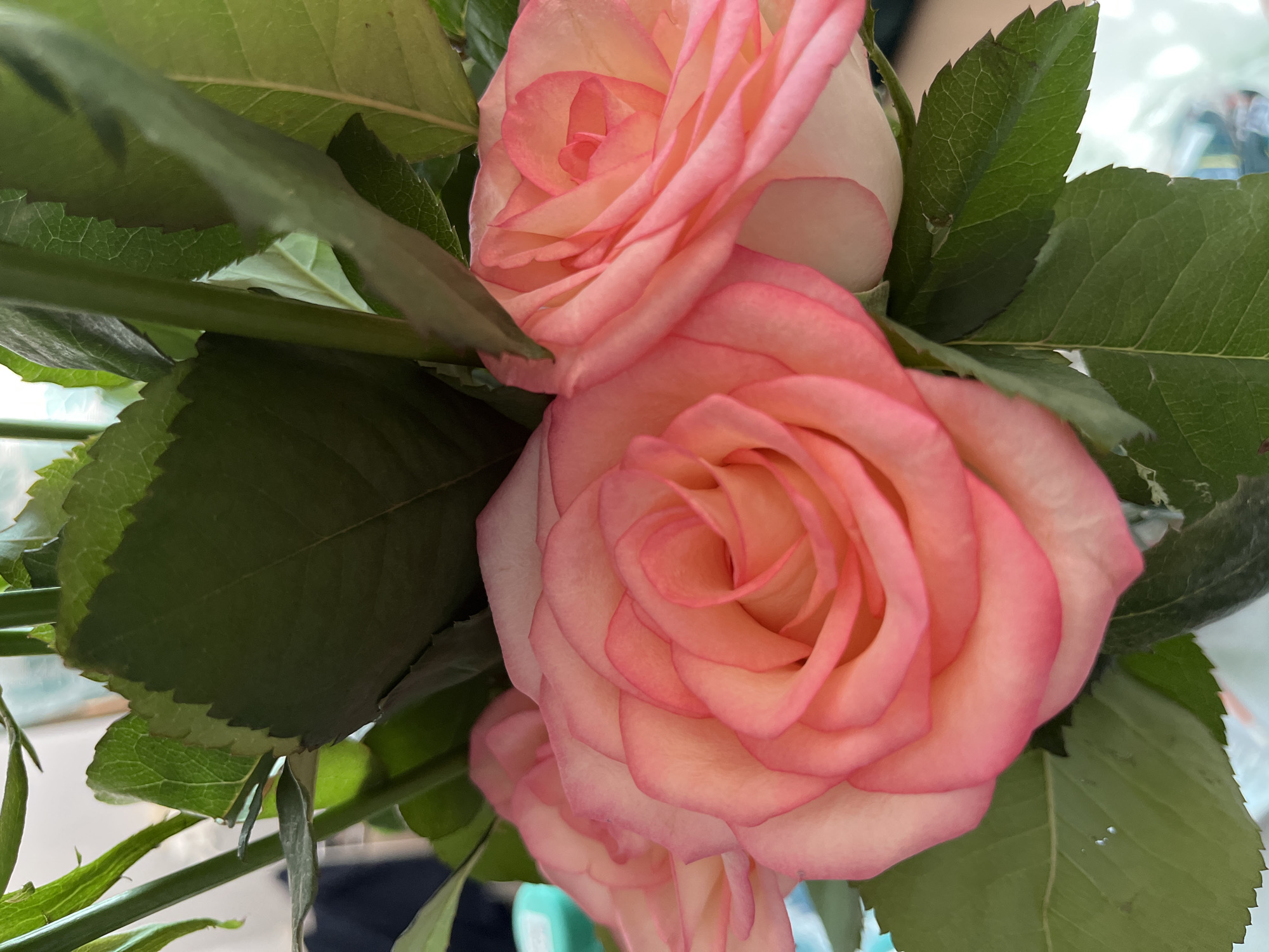 The image shows a close-up of several pink roses with green leaves and stems. The roses are in various stages of bloom, with delicate petals unfurling. The lighting suggests an indoor setting. The background is blurred, with hints of other objects that are not clearly identifiable. There is no visible indication of the city of Samara, Russia.