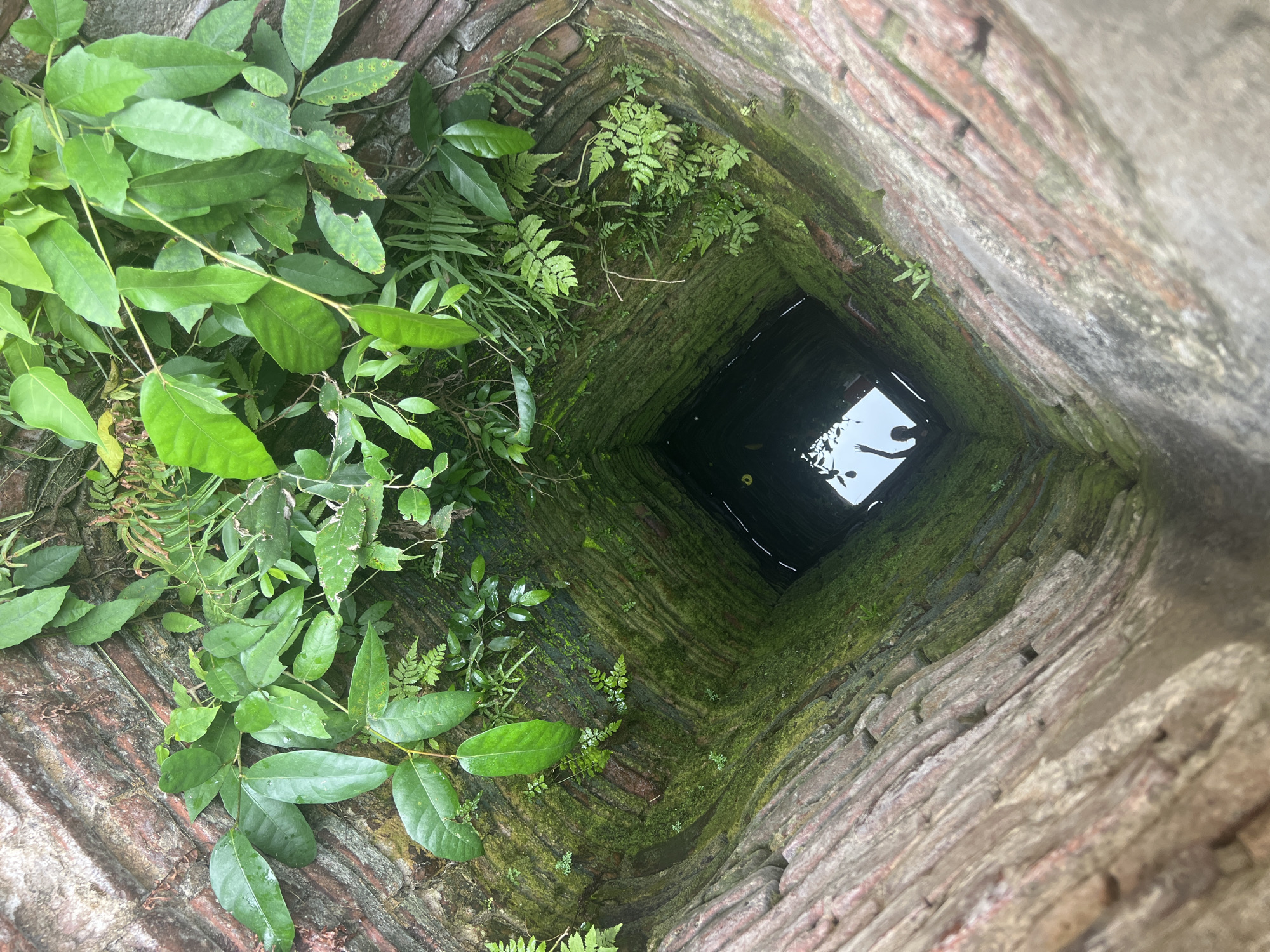 A square-shaped, brick well is depicted from a high angle looking down into its depths. The well's interior walls are covered in a thick layer of green moss and various plants, including ferns and vines, cling to the brickwork and hang over the opening. The water at the bottom of the well reflects the light, and a silhouette of a person is visible, raising one hand. The exterior of the well is constructed with weathered, reddish-brown bricks. The scene is set in Hoi An, Vietnam, as indicated by the context provided.