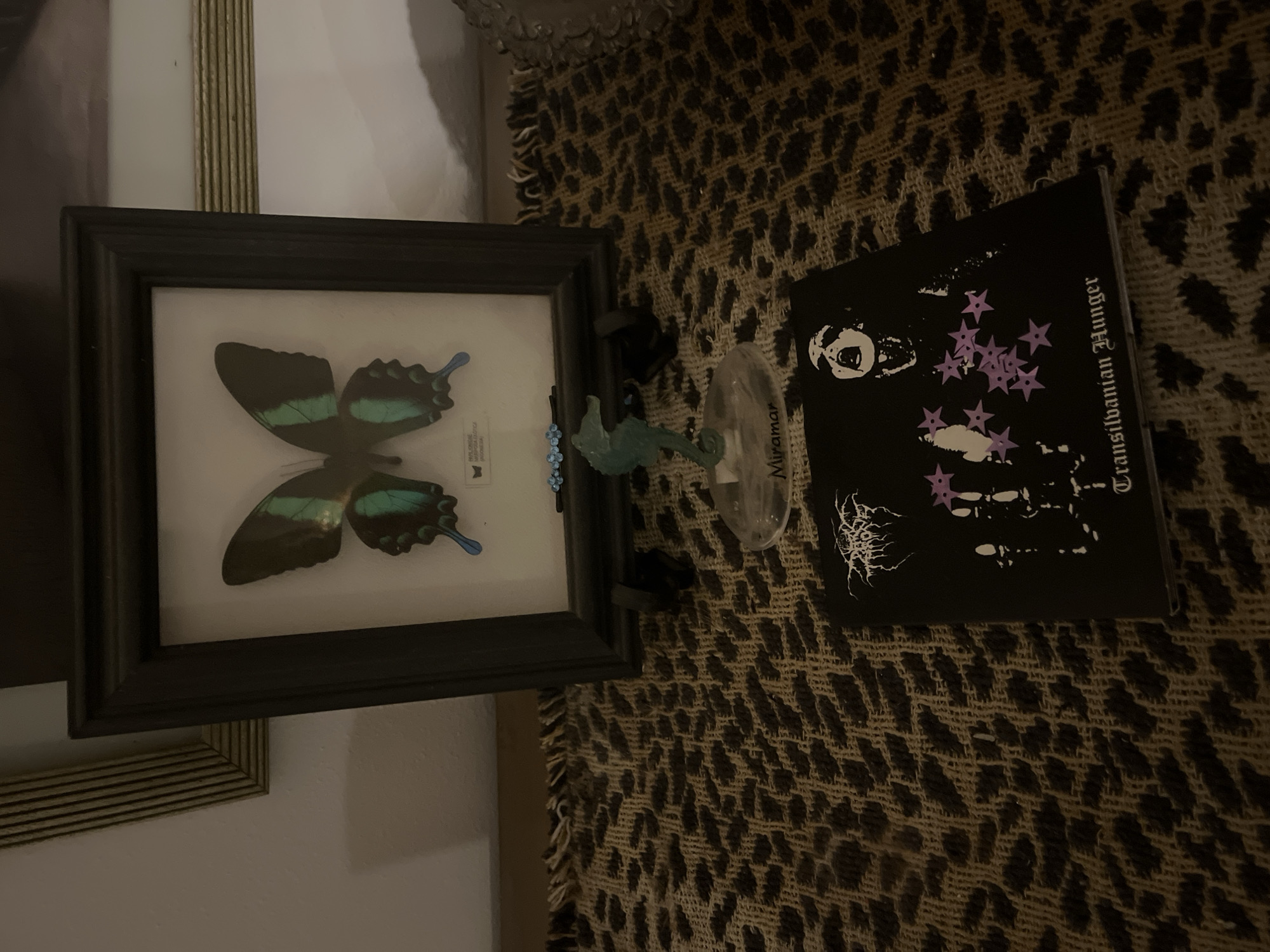 The image shows a framed butterfly specimen, a small plastic toy, a bottle labeled "Miramar," and a CD cover titled "Transilvanian Hunger" on a patterned surface. The items appear to be placed on a rug or textile with a leopard-print pattern. There is a glimpse of another frame behind the butterfly specimen frame. The scene lacks indicators pointing specifically to Buenos Aires, Argentina, and therefore, that location cannot be confirmed.
