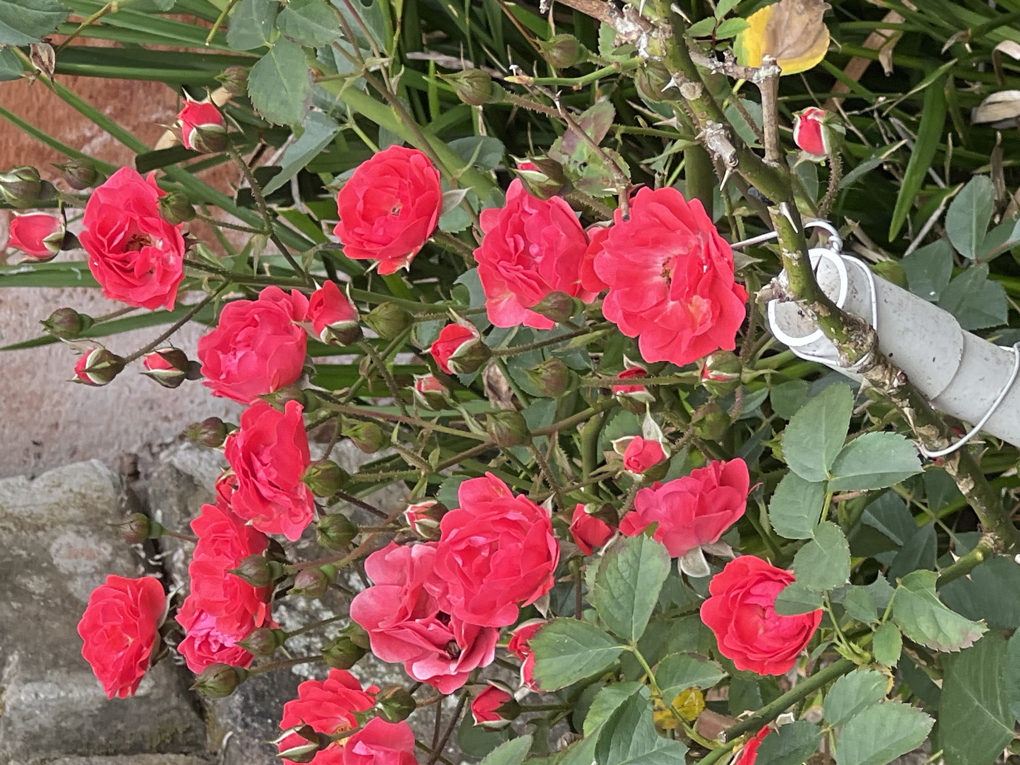 A cluster of bright red roses is in full bloom, with several buds also visible. The roses are set against a backdrop of green foliage and a rough stone wall, possibly part of a garden or an old building. The lighting suggests it is daytime, with some areas in shadow and others brightly illuminated. The image does not contain any people or evidence of actions or interactions. The context of Rendang, Indonesia, is not visually represented in the image itself.