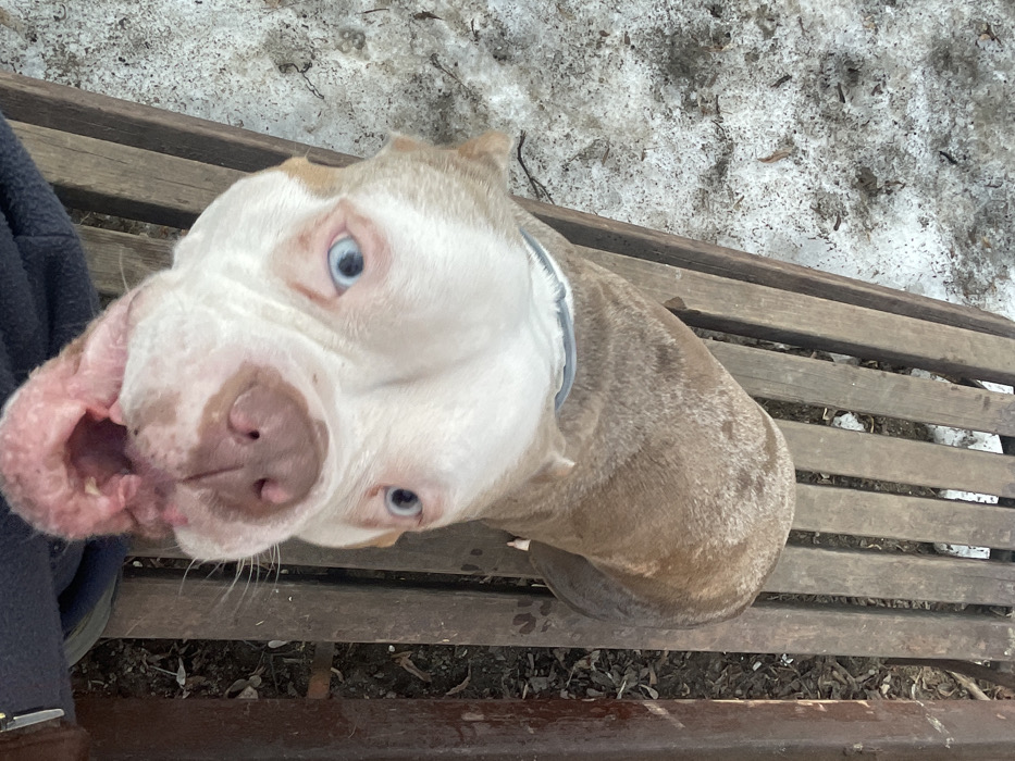 A light-colored dog, resembling an American Bully or Pitbull type, with a tan body and a predominantly white head, is depicted looking upwards from an overhead perspective. The dog features striking light blue eyes, a pink nose, and a partially exposed upper lip revealing pink gums and teeth. A light grey collar is visible around its neck. The animal is positioned alongside a weathered, slatted wooden bench. To the left of the bench, dark earth with organic debris, including leaf litter, is visible. To the right, the ground is covered with a patchy mixture of melting snow and dirt. A dark blue fabric, consistent with a garment, is partially visible at the top of the frame, indicating human proximity. The scene is located in Moscow, Russia.
