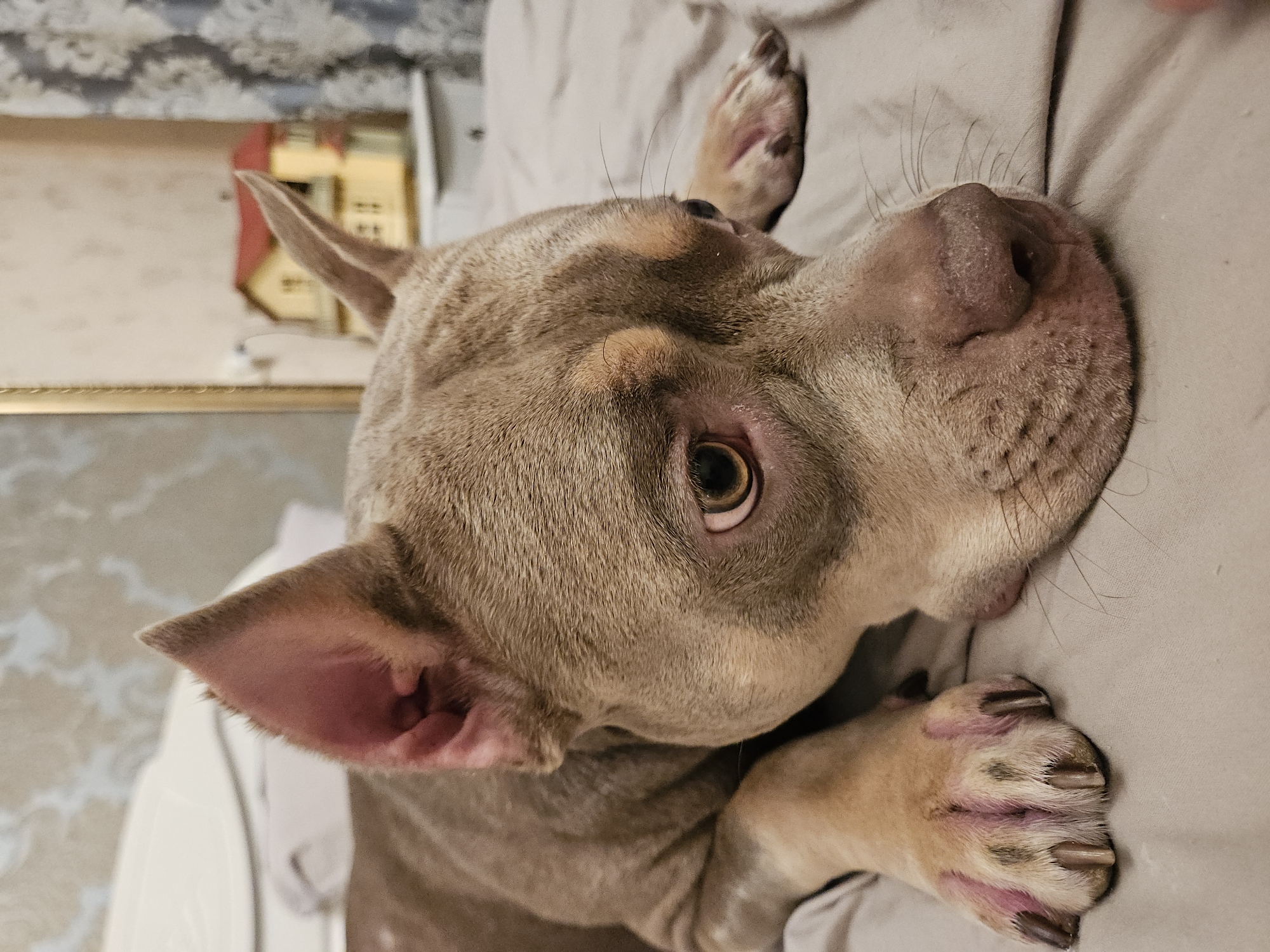 The image depicts a close-up, low-angle shot of a brown dog lying on a light gray surface, likely a bed. The dog's head is turned to the right, with its left ear prominently visible and its right ear partially obscured. The dog has light brown eyes with visible pupils and irises. Its nose is dark pink and appears slightly dry. The dog's front paws are visible, with dark nails and light brown fur. The background is blurred, showing a wall with a patterned wallpaper and a hint of a window with curtains. There is also a small, yellow and red model house visible in the background, reflected in what appears to be a mirror or a framed picture. The lighting is dim, creating soft shadows. The image does not provide any information that allows for the determination of the specific location within the city of Ulyanovsk, Russia.